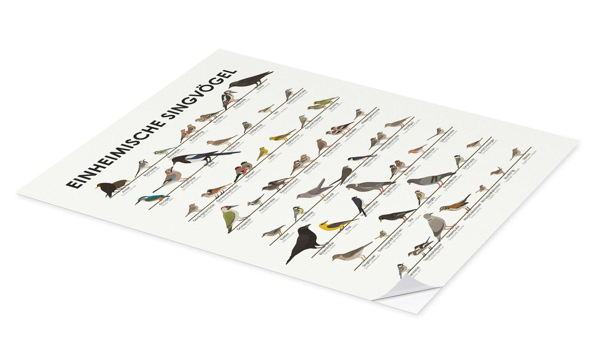 Posterlounge Poster Iris Luckhaus, Einheimische Singvögel, günstig online kaufen