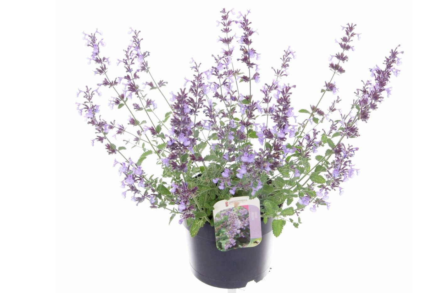 meinvipshop Kübelpflanzen Katzenminze Nepeta 'Walker's Low' Busch 45cm XXL