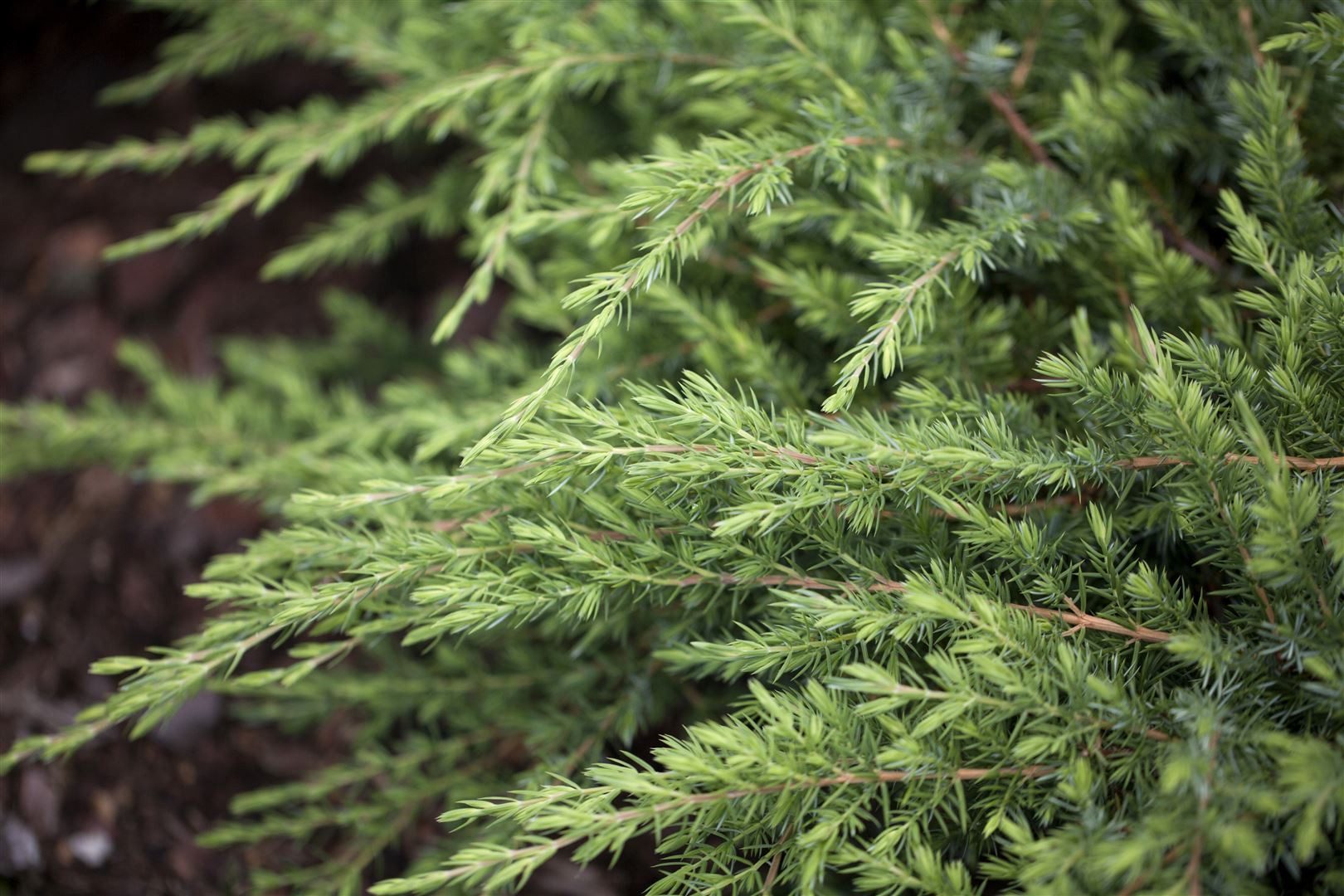 Pflanzen für Dich Konifere Juniperus conferta Schlager, 1 St., Japanischer Kriechwacholder, Teppichwacholder, niedrigwachsend, nadelgrün