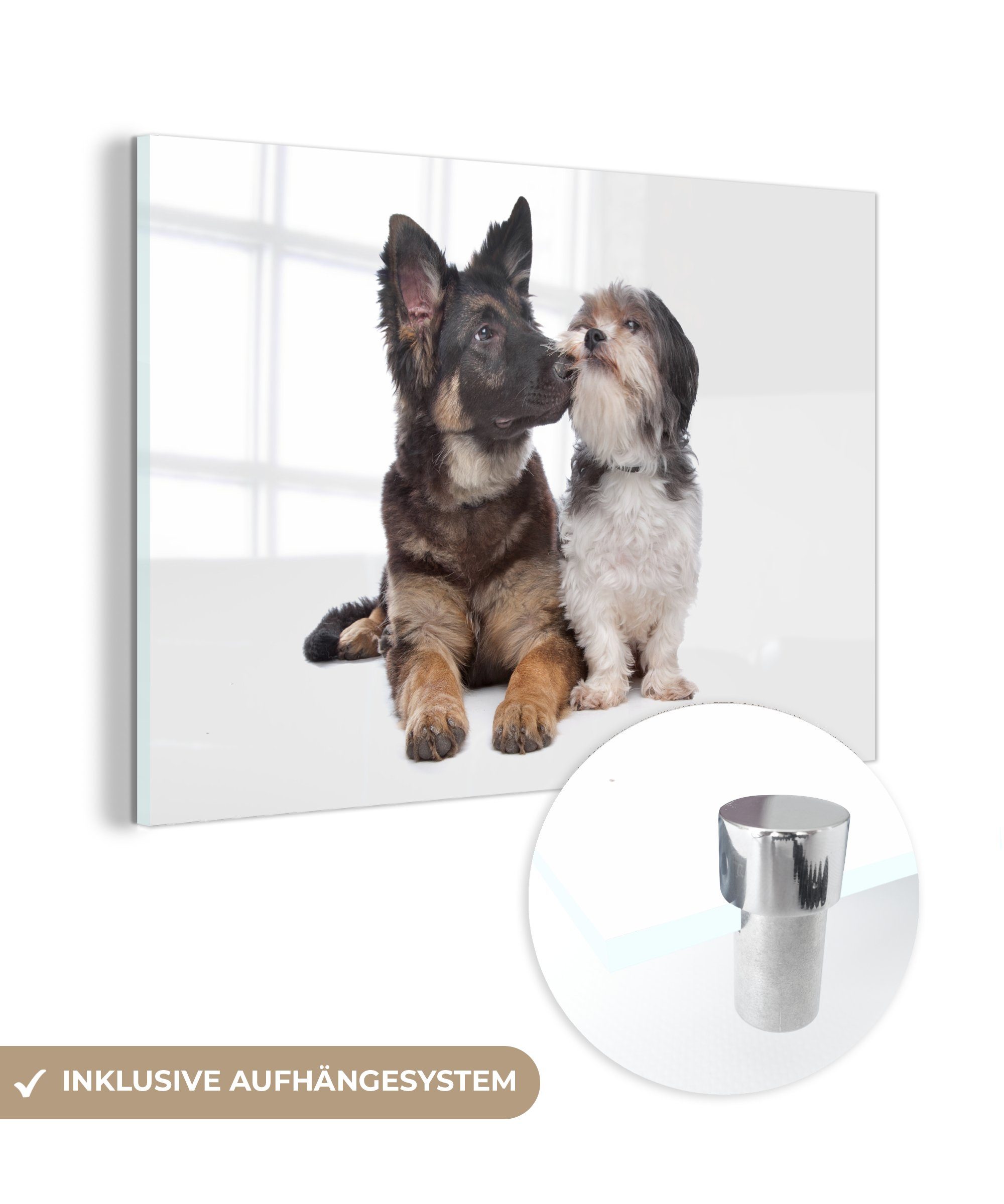 [Ich mag das] MuchoWow Acrylglasbild Boomer Schlafzimmer anderen mit Hund, St), & Acrylglasbilder einem Wohnzimmer (1