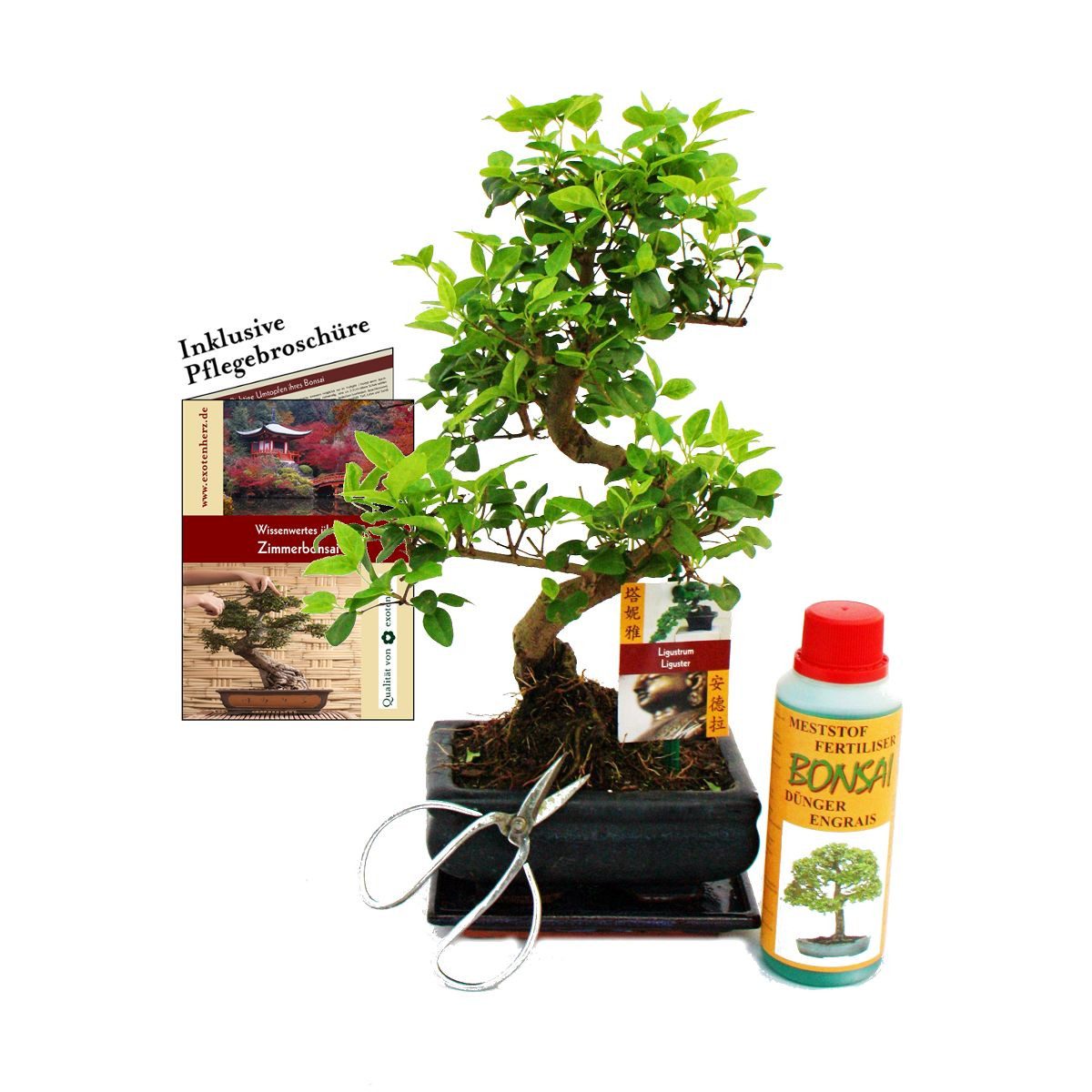Exotenherz Zimmerpflanze Geschenkset Bonsai Chinesischer Liguster ca. 6 Jahre alt Anfänger-Set