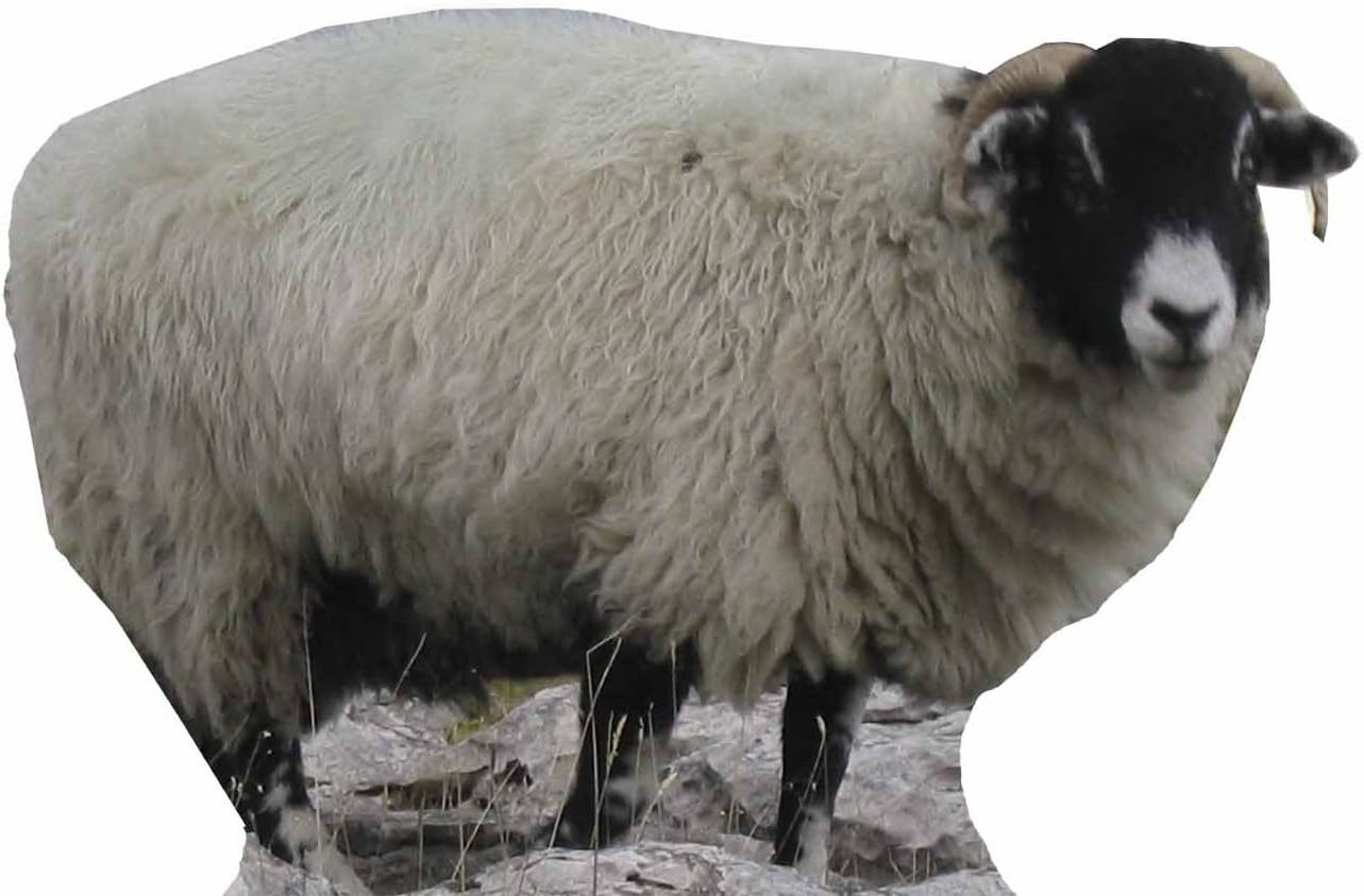 Dekofigur Schaf - Sheep - Pappaufsteller 89x63 cm