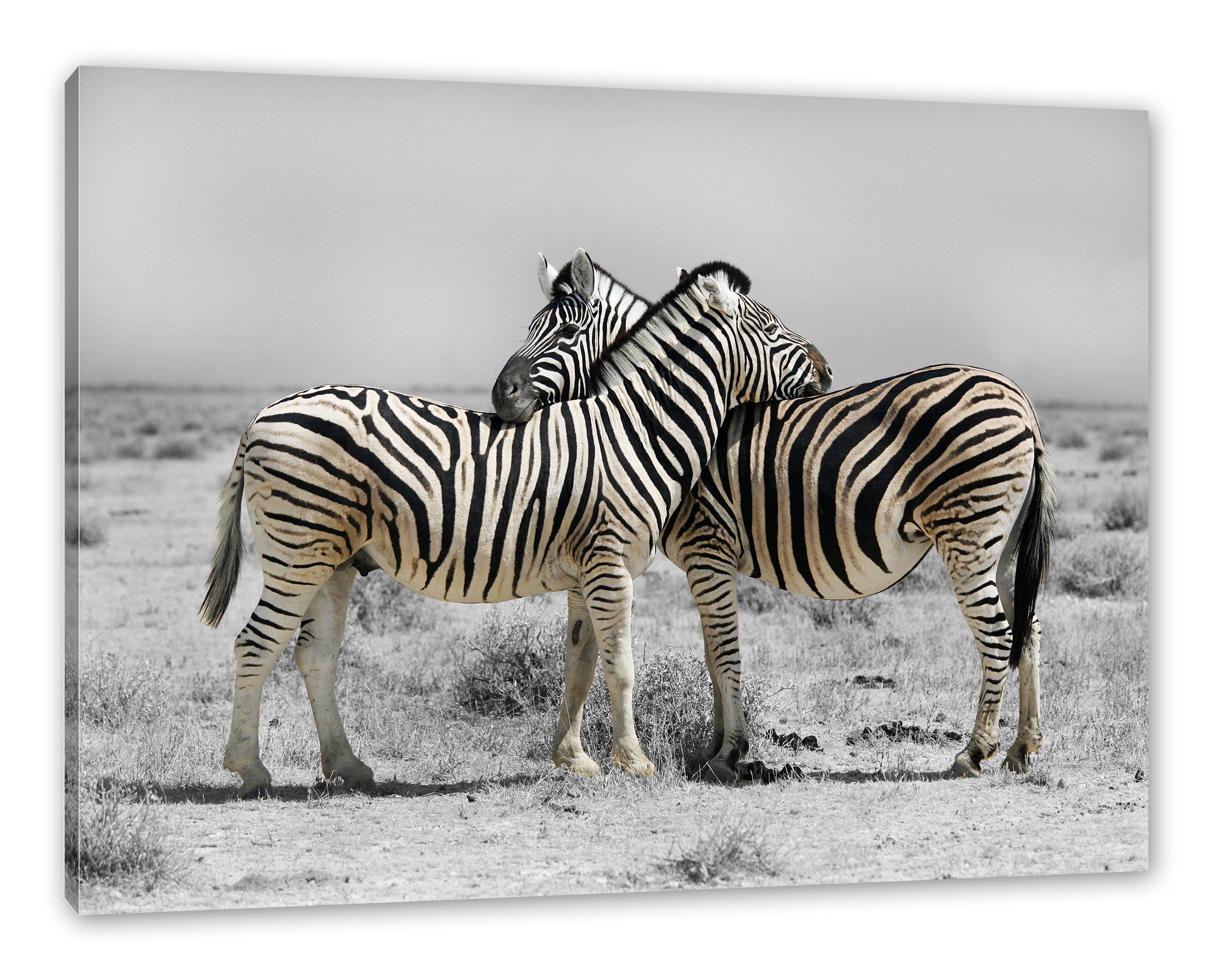 Pixxprint Leinwandbild Zebras in der Savanne, günstig online kaufen