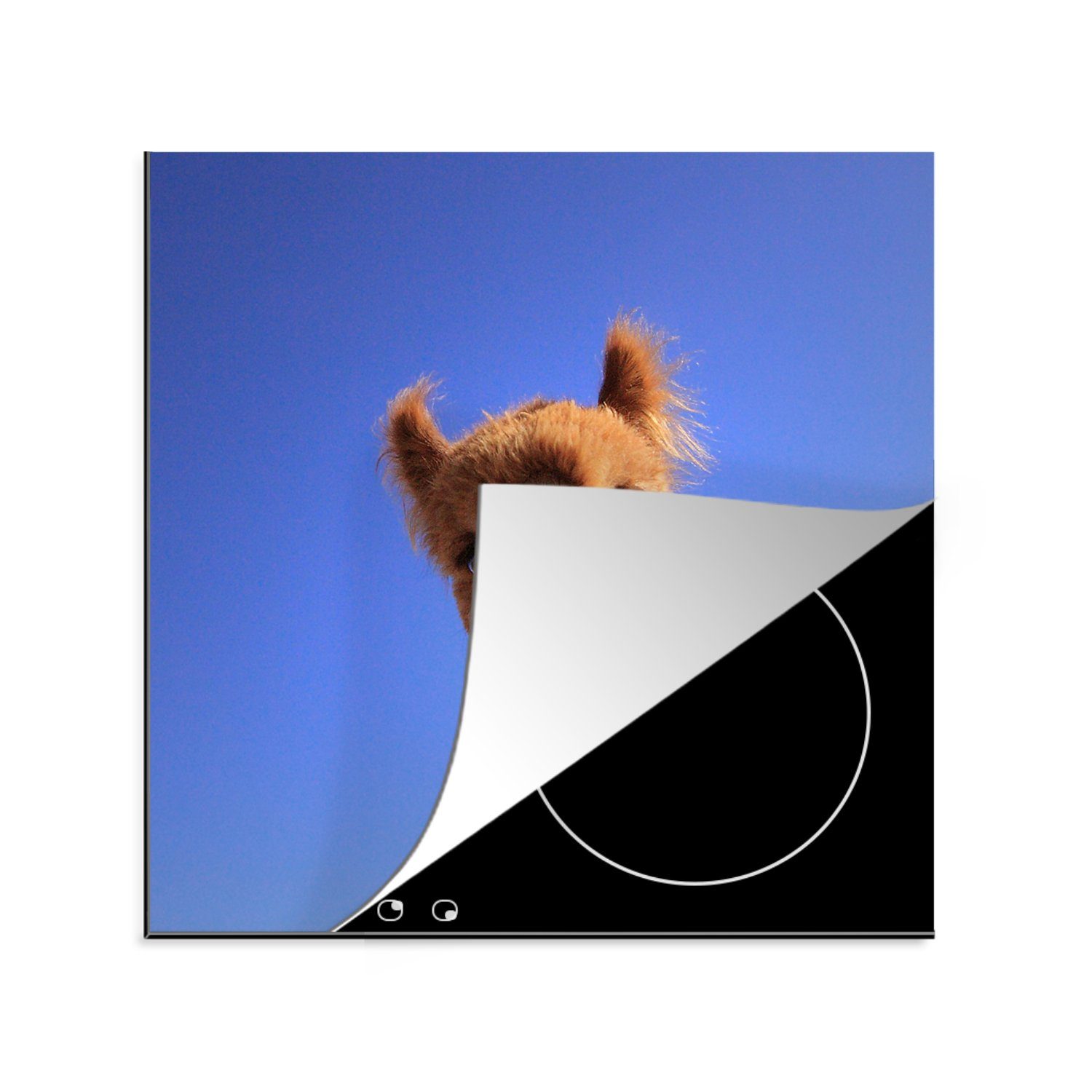 MuchoWow Herdblende-/Abdeckplatte Alpaka - Blau - Himmel, Vinyl, (1 tlg), 78x78 cm, Ceranfeldabdeckung, Arbeitsplatte für küche | Herdabdeckplatten