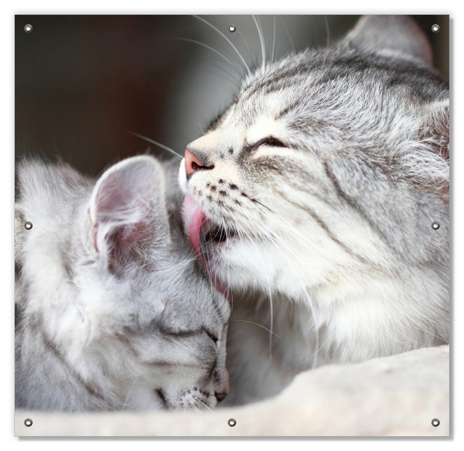 Sonnenschutz Süße kleine getigerte Katzenbabys, Wallario, blickdicht, mit Saugnäpfen, wiederablösbar und wiederverwendbar | Fensterfolien