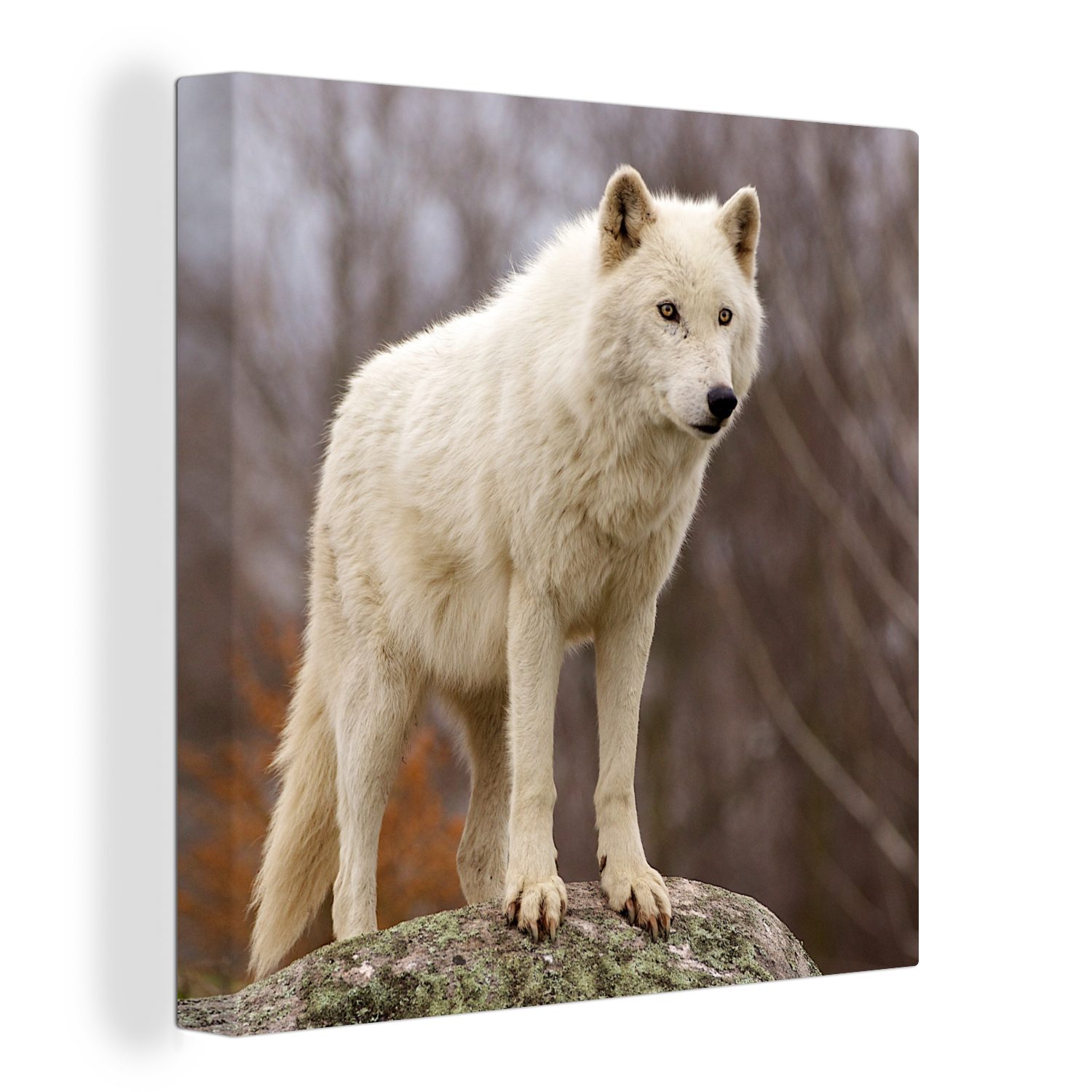 OneMillionCanvasses® Leinwandbild Wolf - Stein - Weiß, (1 St), Leinwand Bilder für Wohnzimmer Schlafzimmer