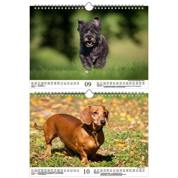 Seelenzauber Wandkalender Hundezauber Kleine Hunde DIN A4 Kalender für 2023 Welpen und kleine