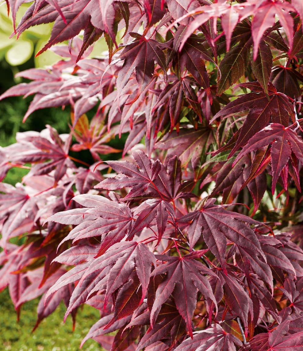 BALDUR Garten Zierstrauch Japanischer Ahorn 'Burgund', 1 St., Zwerg-Ahorn, winterhart, mehrjährig