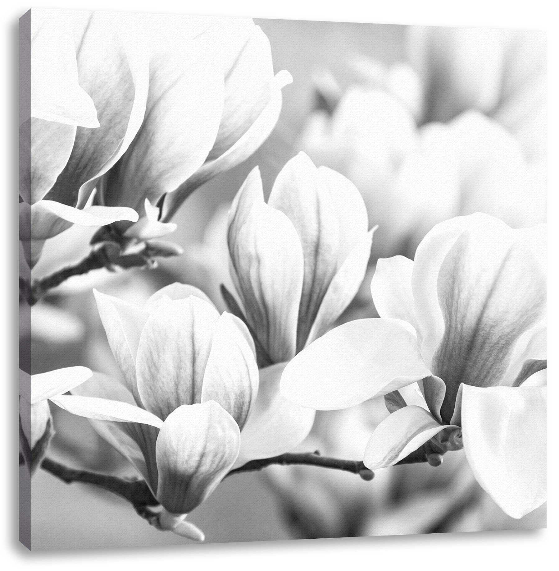 Pixxprint fertig St), (1 Leinwandbild Blüte, inkl. Blüte Leinwandbild Zackenaufhänger bespannt, farbende farbende