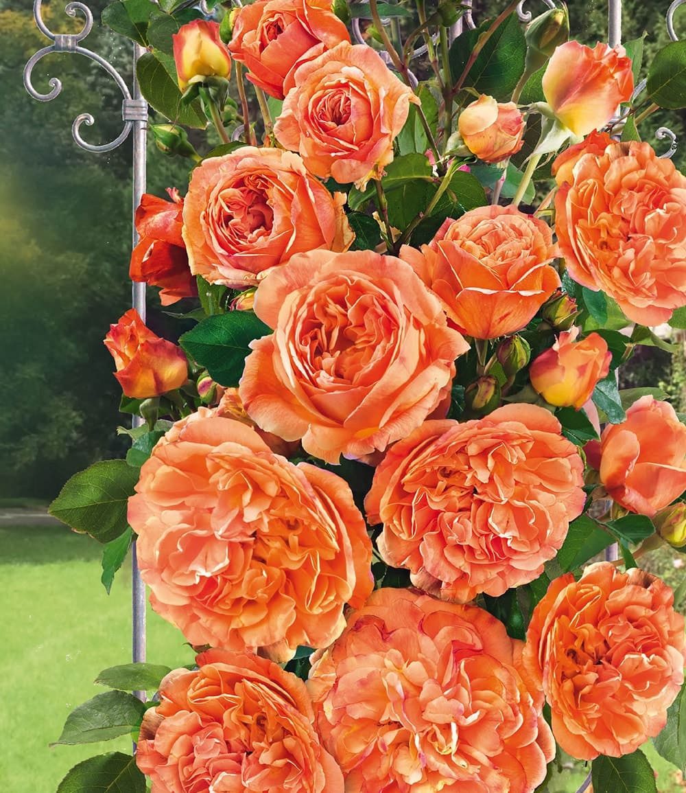 BALDUR Garten Kletterpflanze Kletterrose 'Papi Delbard®', 1 St., Kletterpflanze, winterhart, mehrjährig, duftend, pflegeleicht