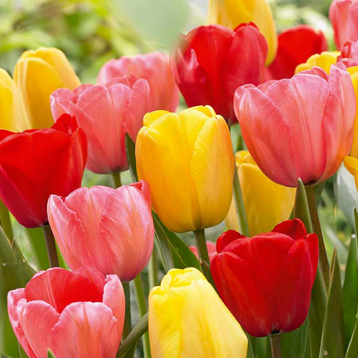 Bloomique Blumenzwiebeln 20er-Mix - Tulipa Darwin Hybrid Mix - Tulpenzwiebeln - Farbmischung -, (20-St)