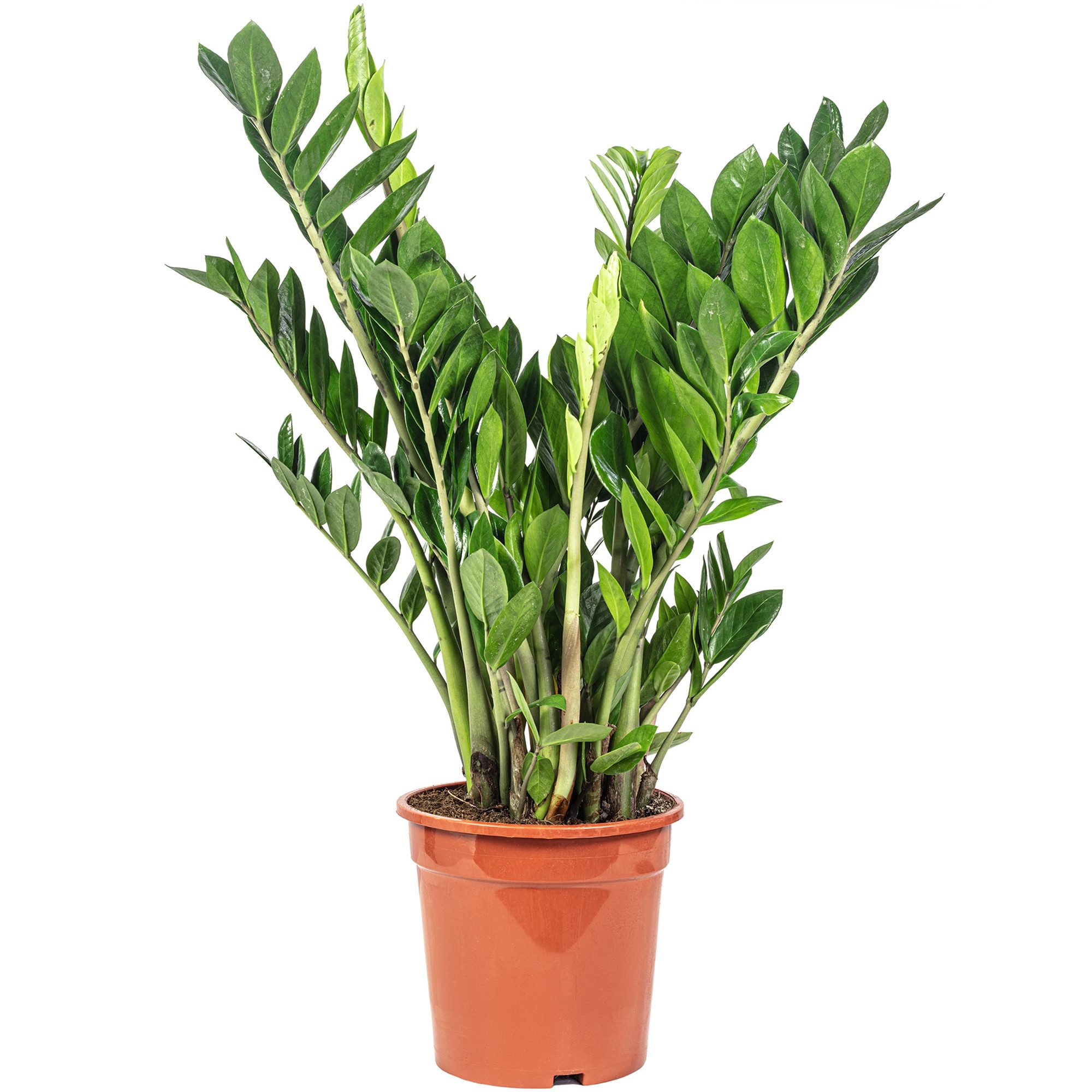 Flowerbox Zimmerpflanze Glücksfeder - Zamioculcas zamiifolia, pflegeleicht - Höhe 90 cm, Topf-Ø 21 cm