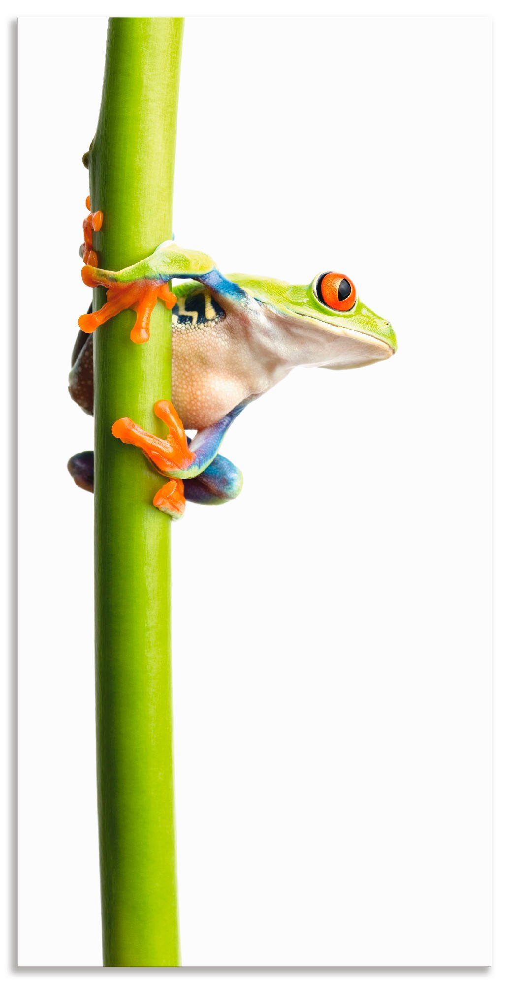 Artland Wandbild Frosch umfasst einen Pflanzenstengel, Wassertiere (1 St), als Alubild, Leinwandbild, Wandaufkleber oder Poster in versch. Größen | Poster