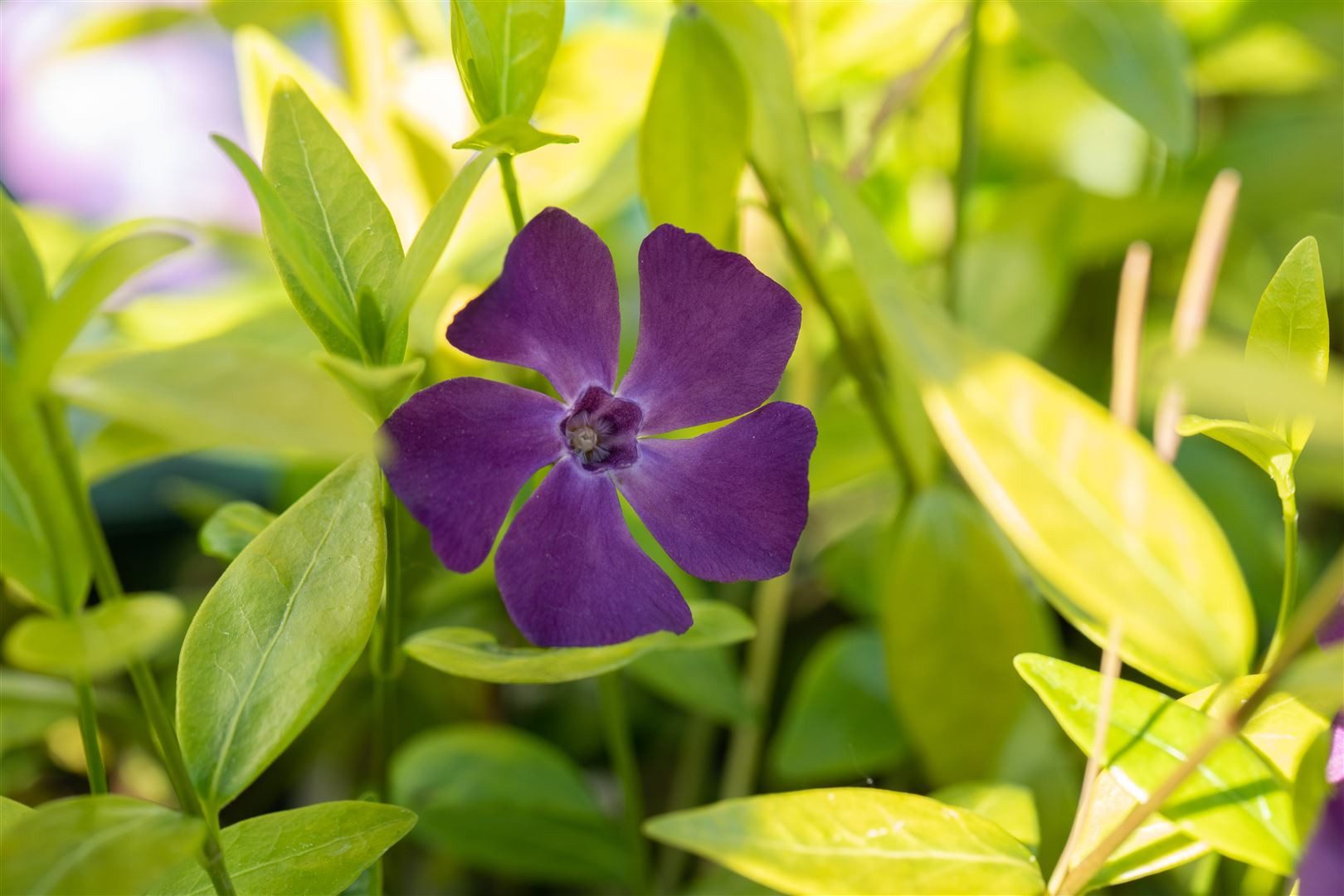 Pflanzen für Dich Почвопокровные растения Vinca minor Verino, 1 St., Kleines Immergrün, Zwergmispel, immergrün, bodendecker