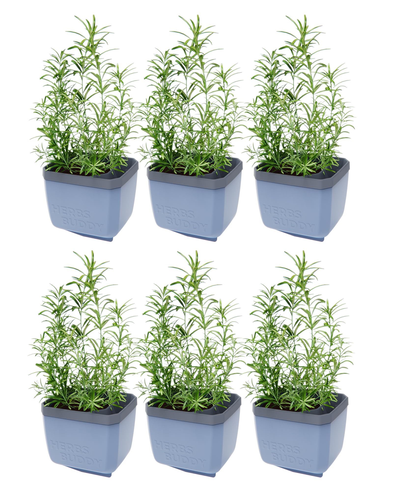 Gusta Garden Kräutertopf KRÄUTERFREUND (6er Set, günstig online kaufen