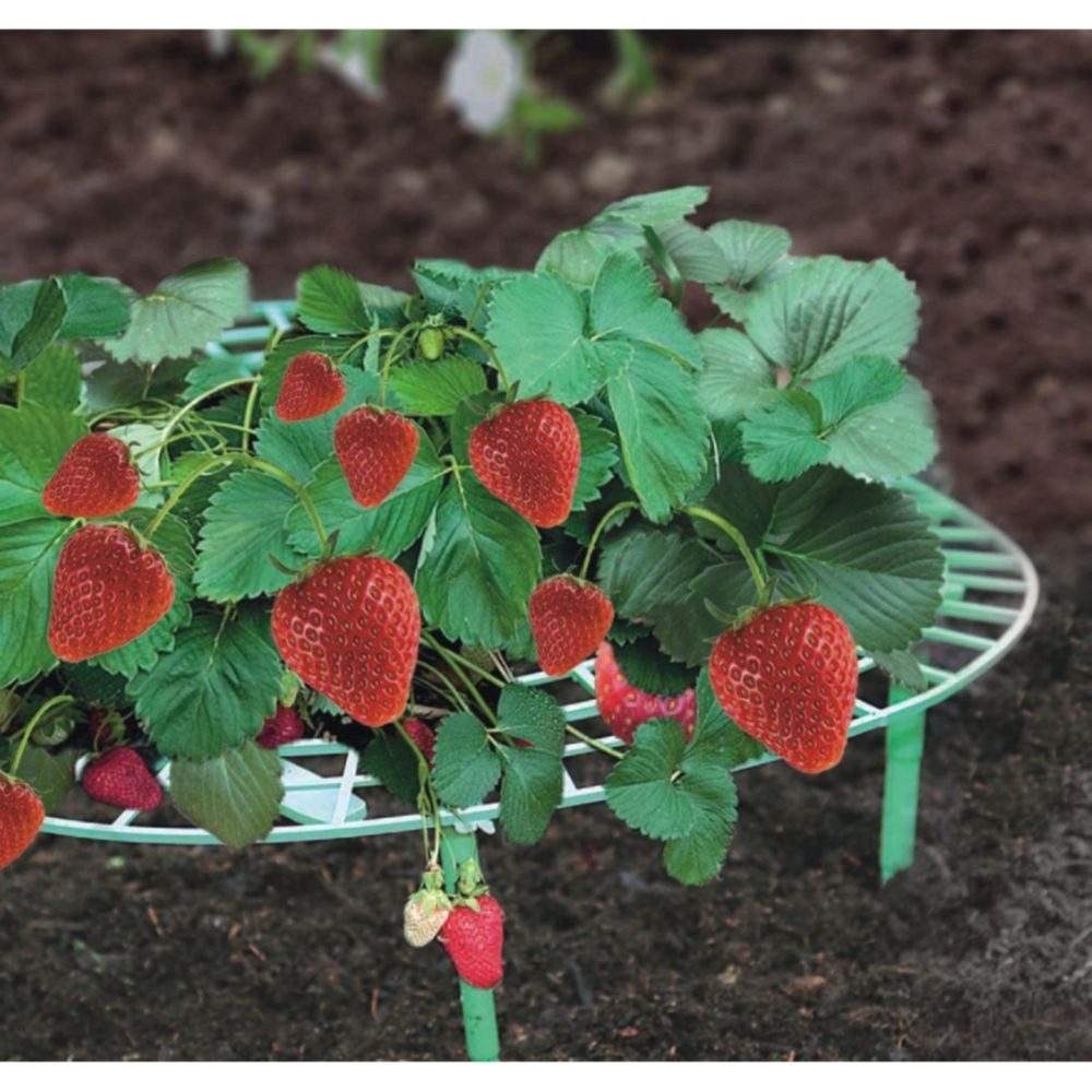 LB H&F Lilienburg Blumenständer 5 Stück günstig online kaufen