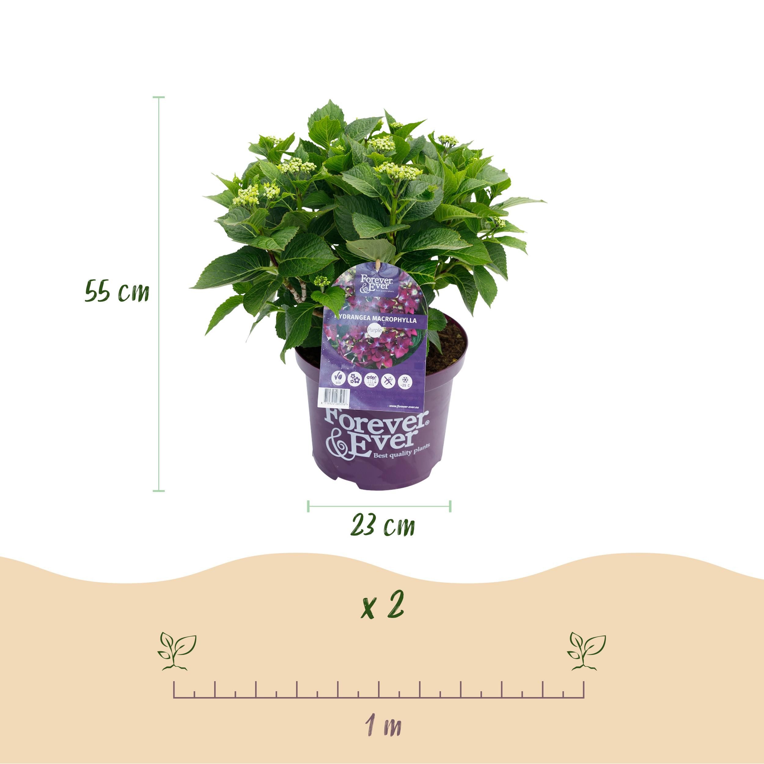 Exotenherz Beetpflanze Exotenherz - Hortensia - Hydrangea Lila - 7-12 Blühten - 23cm Topf