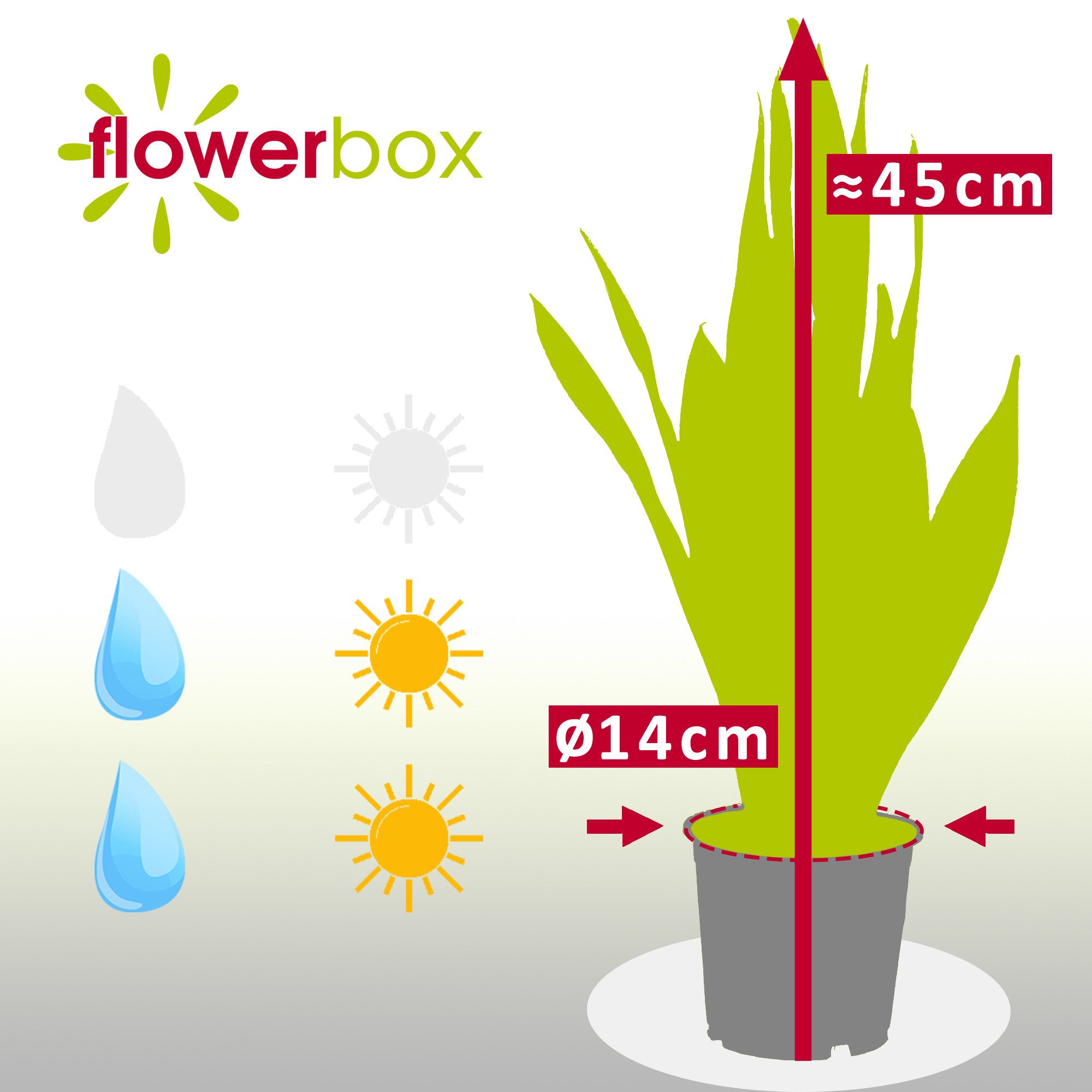 Flowerbox Zimmerpflanze Bogenhanf - Sansevieria trifasciata Laurentii, pflegeleicht - Höhe ca. 45 cm, Topf-Ø 14 cm – Bild 4 von 5