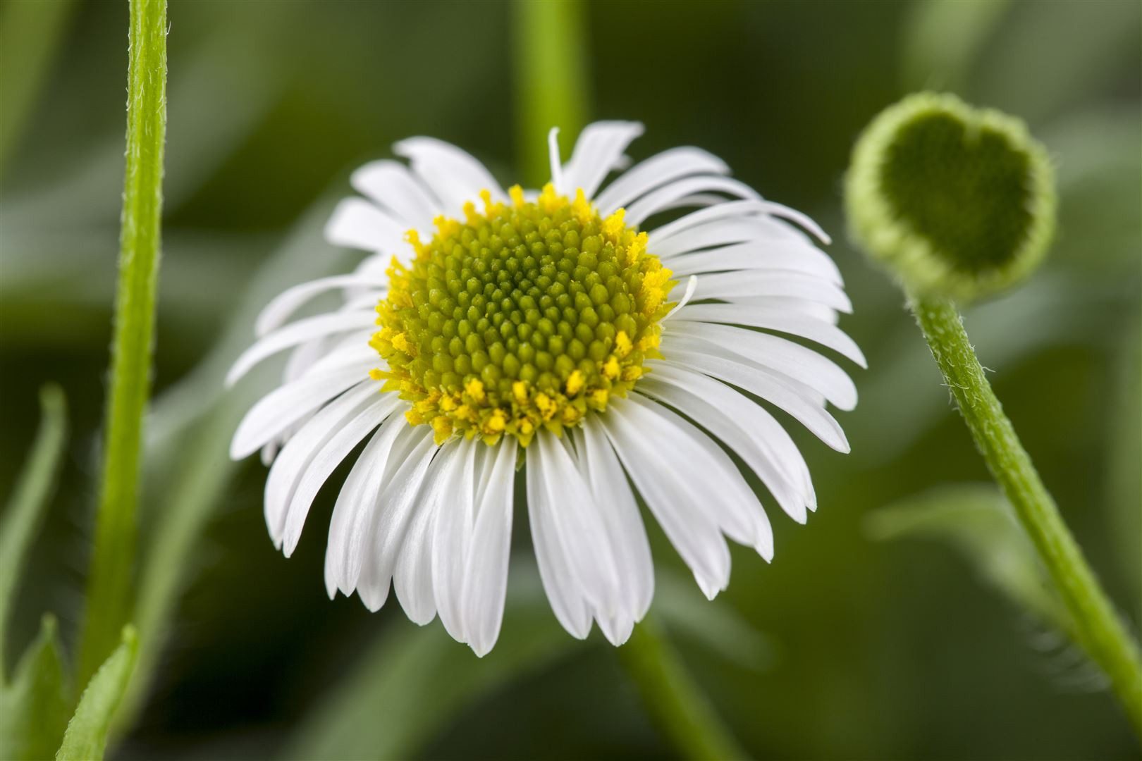 Pflanzen für Dich Staude Erigeron karvinskianus, 1 St., Spanisches Gänseblümchen, Mexikanisches Berufkraut