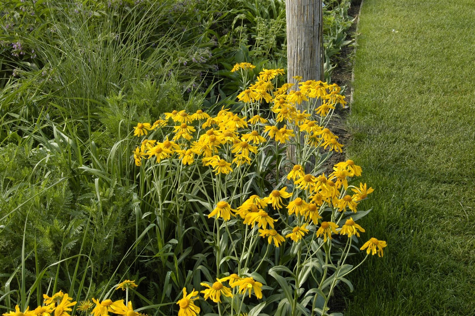 Pflanzen für Dich Staude Helenium hoopesii, 1 St., Sonnenbraut, Hoopes-Sonnenbraut