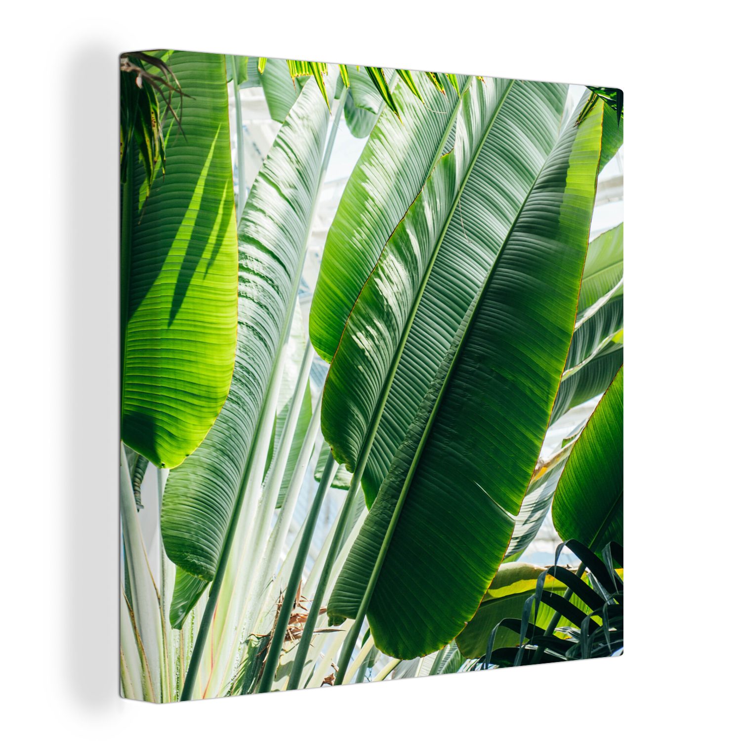 OneMillionCanvasses® Leinwandbild Sonnenstrahlen leuchten auf Palmenblättern in einem botanischen Garten, (1 St), Leinwand Bilder für Wohnzimmer Schlafzimmer