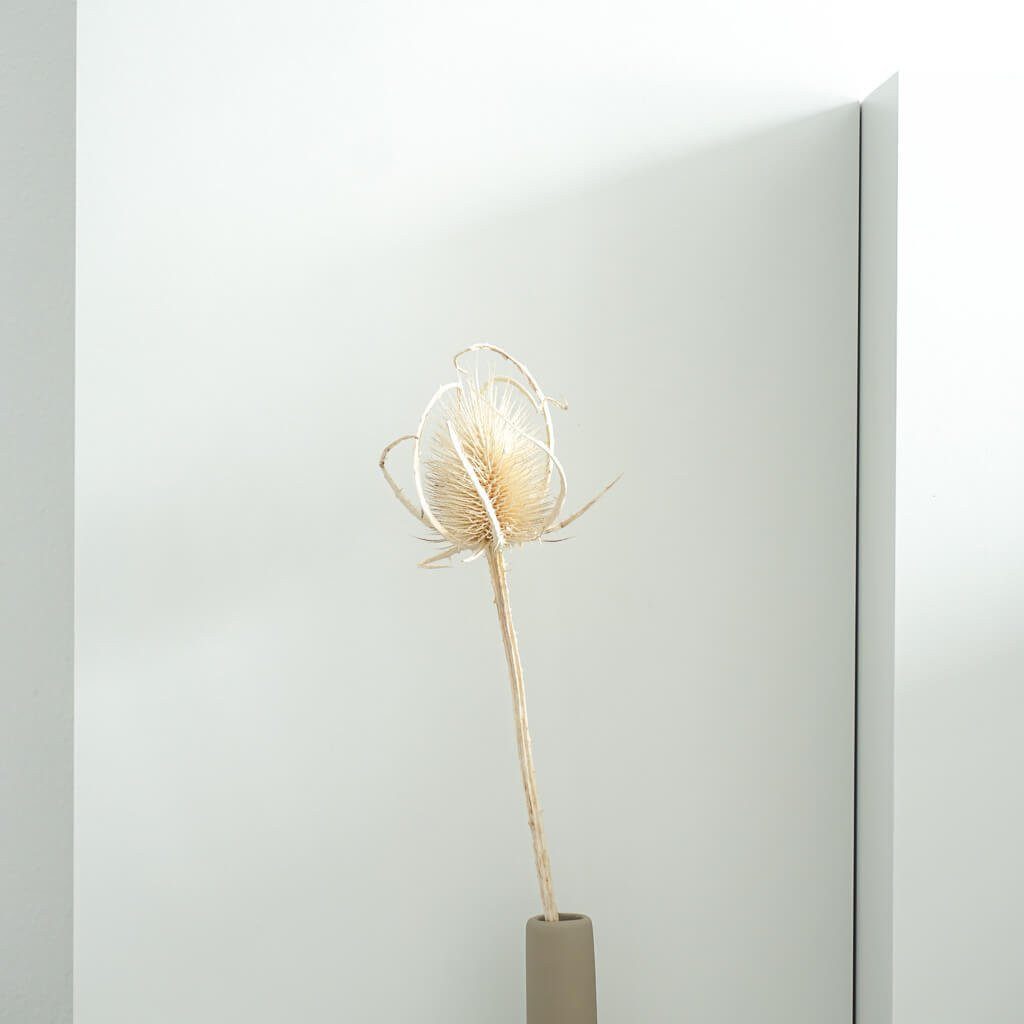 Trockenblume Getrocknete Distel - Cardi Distel, LYKKE & You