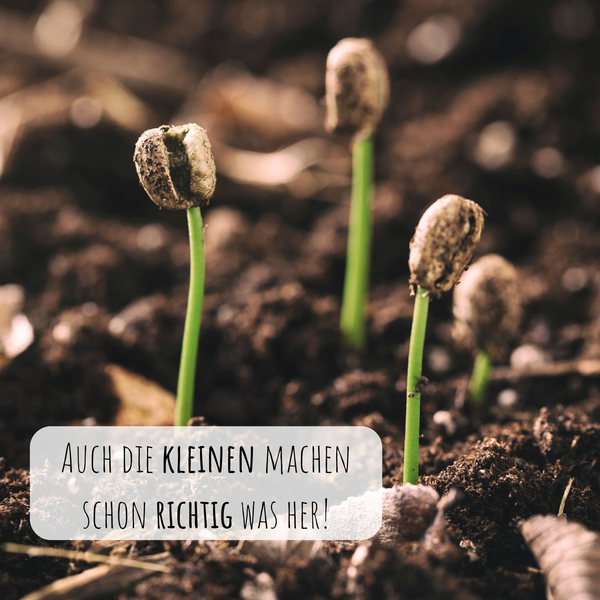 HappySeed Blumensamen Kaffee Samen - Coffea günstig online kaufen