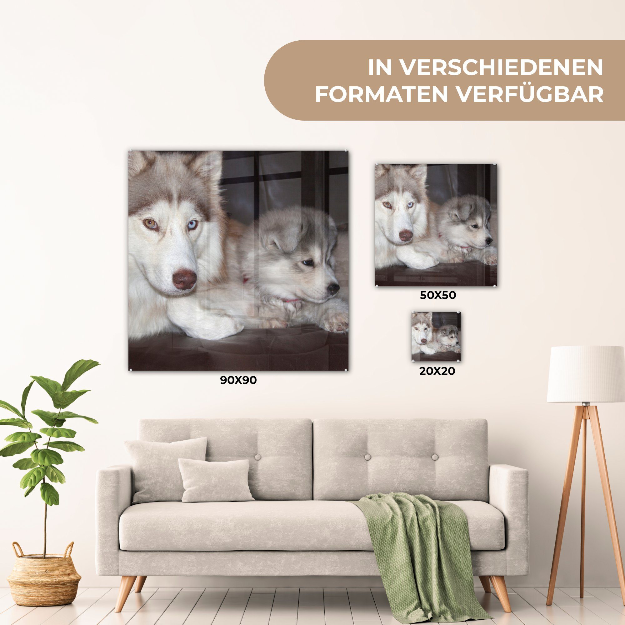 Foto Sofa, dem St), Bilder Glasbilder - Welpen - Wandbild Großer Acrylglasbild MuchoWow auf auf mit auf kleinem (1 Wanddekoration Glas - Hund Glas