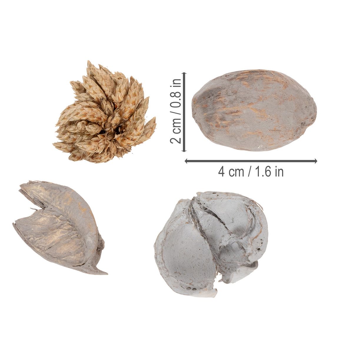 Trockenblume Schalenfrüchte Deko für Sommerfeeling und stilvolle, DIJK, Höhe 5 cm