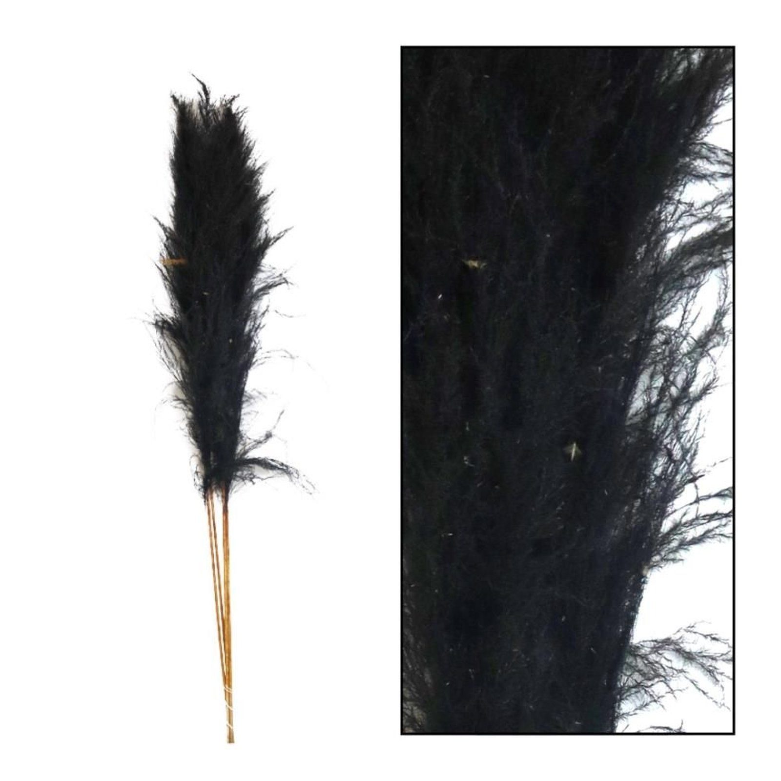 Trockenblume Pampasgras schwarz - DIJK 160 cm, grass Pampas - Cortaderia 