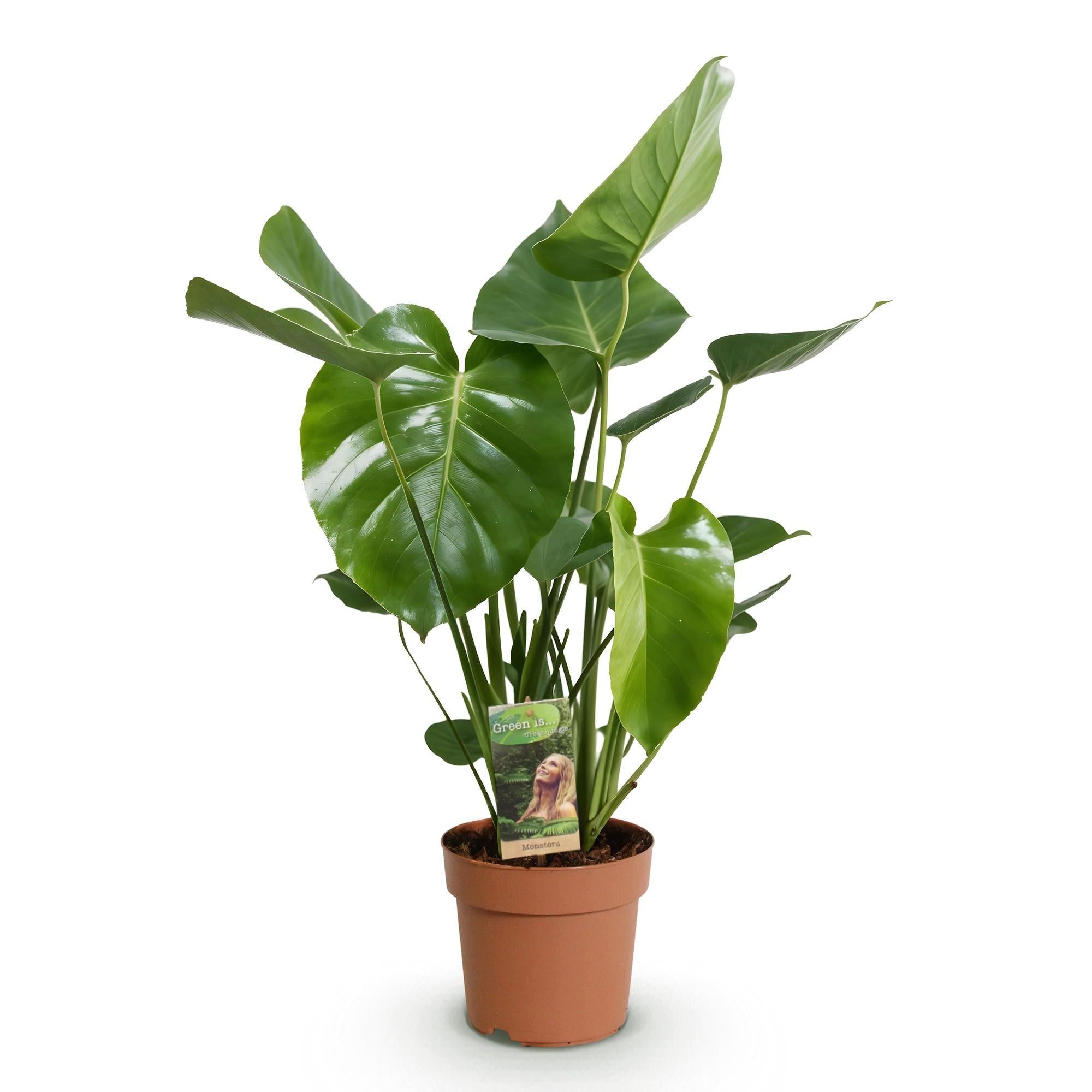 Florora Zimmerpflanze Monstera Deliciosa - 80 cm – Topf 21 cm