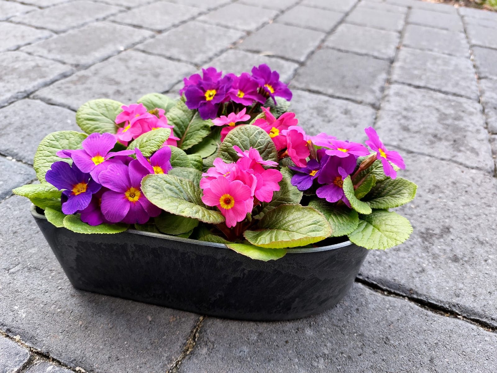 Florissima Blumentopf Pfanzschale Dekoschale Herzform outdoor Grabschmuck, günstig online kaufen