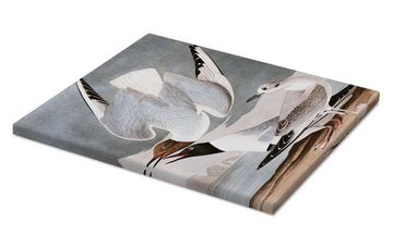 Posterlounge Leinwandbild John James Audubon, Möwen, Badezimmer Maritim Malerei