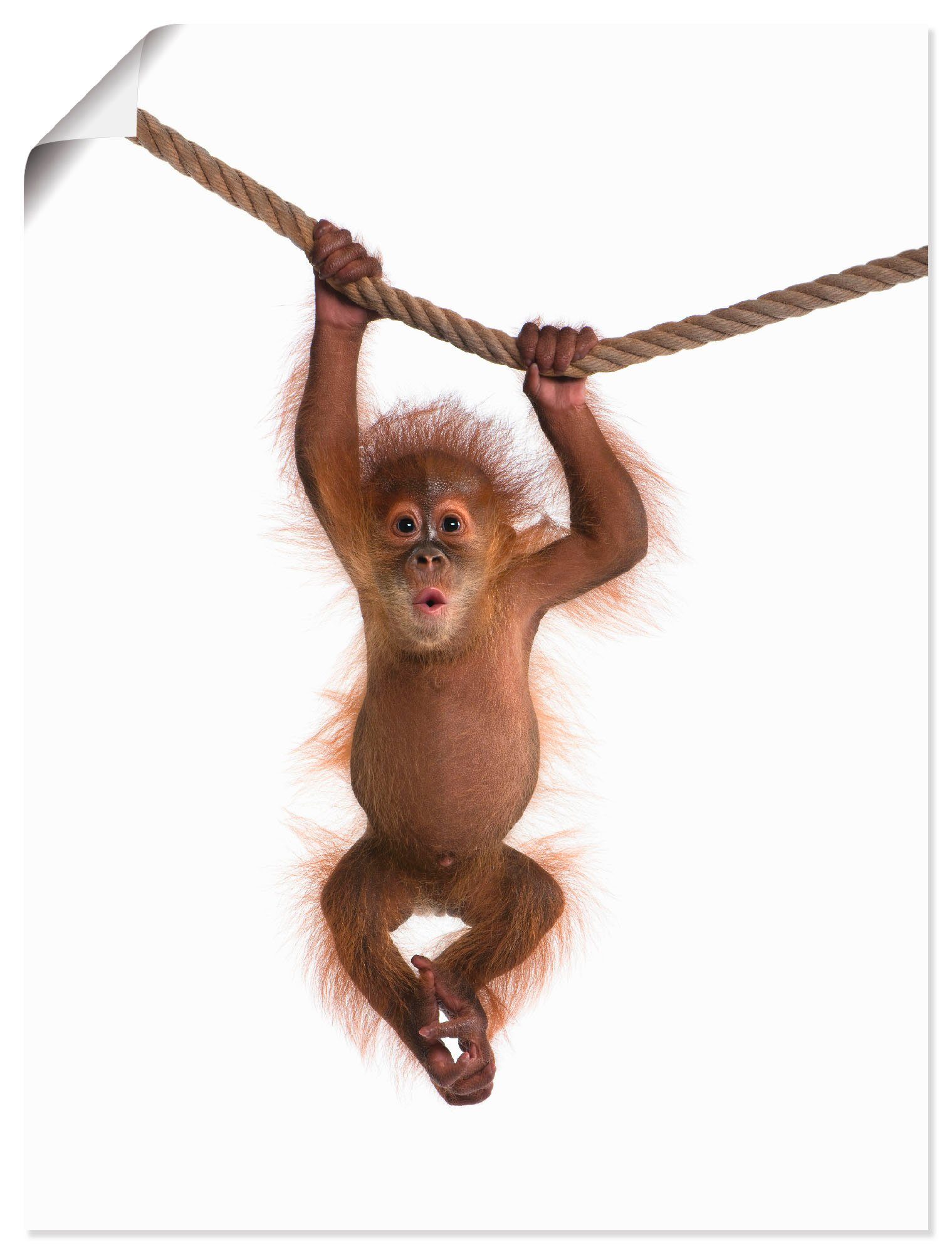 (1 Poster II, Alubild, oder Artland Baby hängt Orang Leinwandbild, St), Wandbild Wandaufkleber als Wildtiere an Seil Utan Größen in versch.