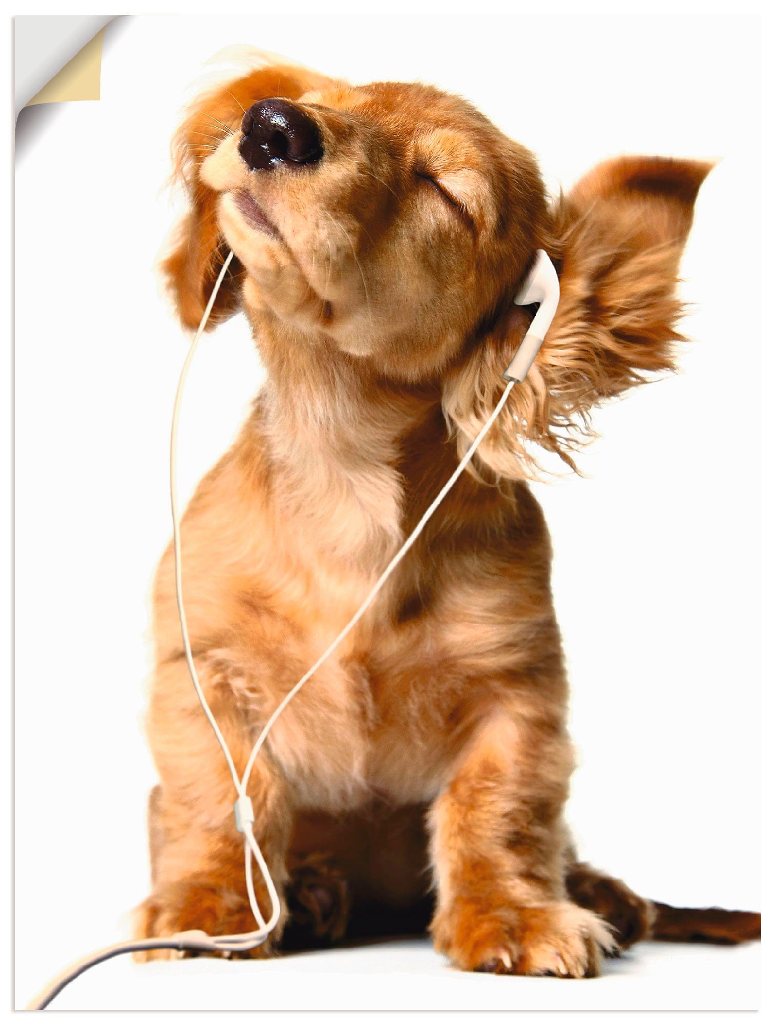 Artland Wandbild Junger Hund hört Musik günstig online kaufen