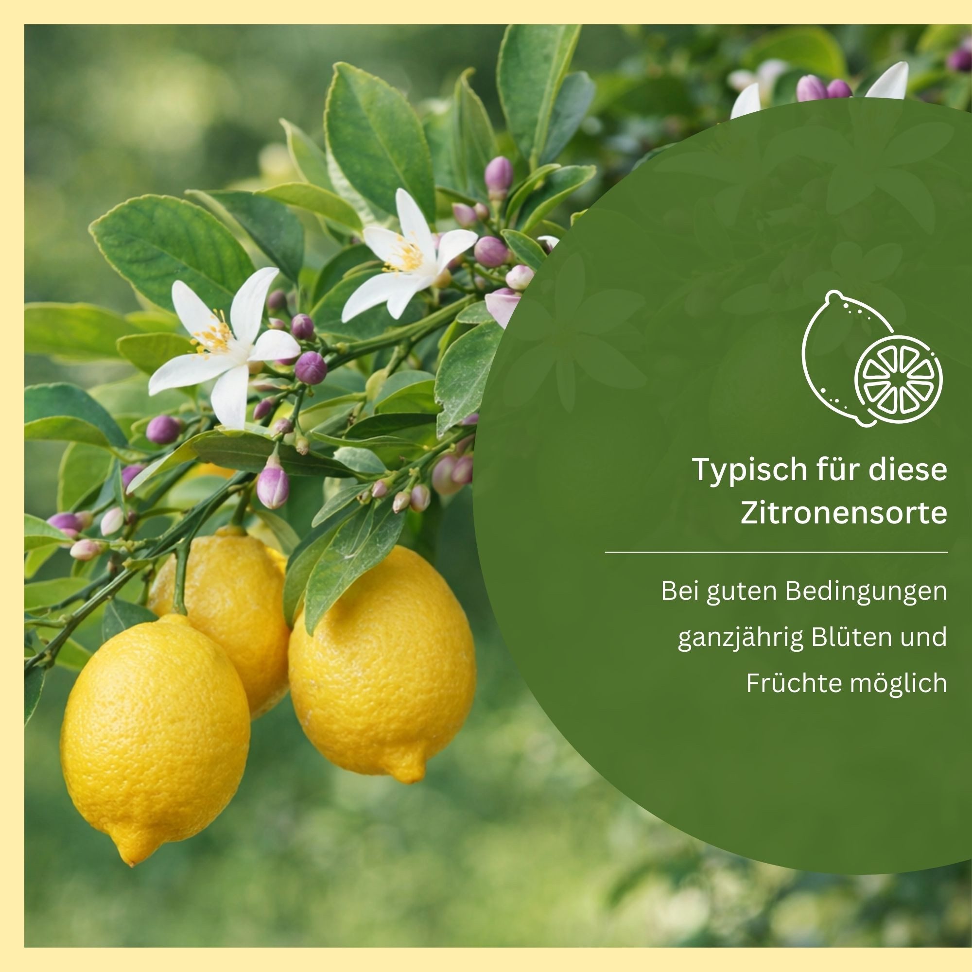 Meine Orangerie Zitronenbaum Citrus Limon, echte Zitrone, professionell veredelter und fruchtreifer Zitrusbaum
