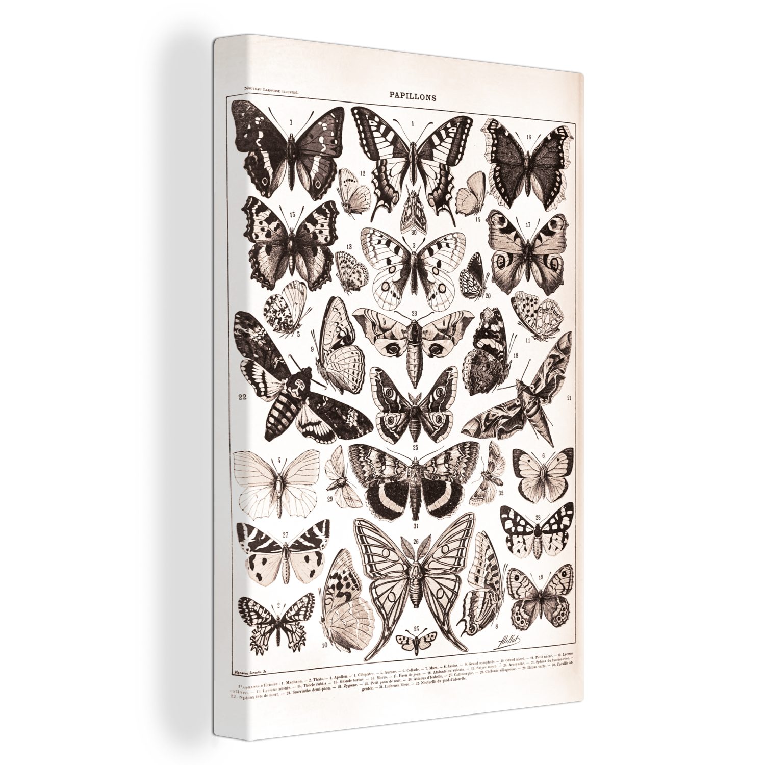 - cm Schwarz Zackenaufhänger, Leinwandbild (1 20x30 Schmetterling inkl. - bespannt Gemälde, OneMillionCanvasses® - fertig Leinwandbild St), Weiß, Tiere