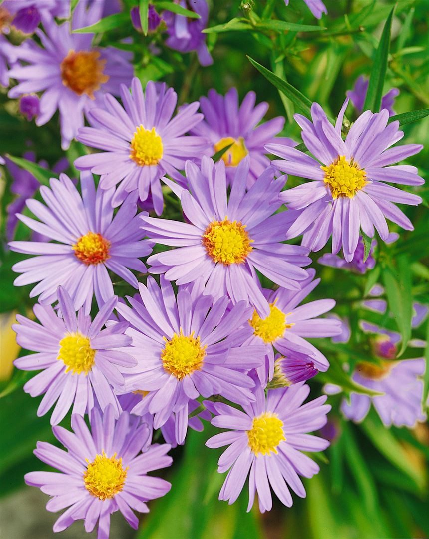 Pflanzen für Dich Staude Aster dumosus Mittelmeer, 1 St., Kissen-Aster, Herbstaster