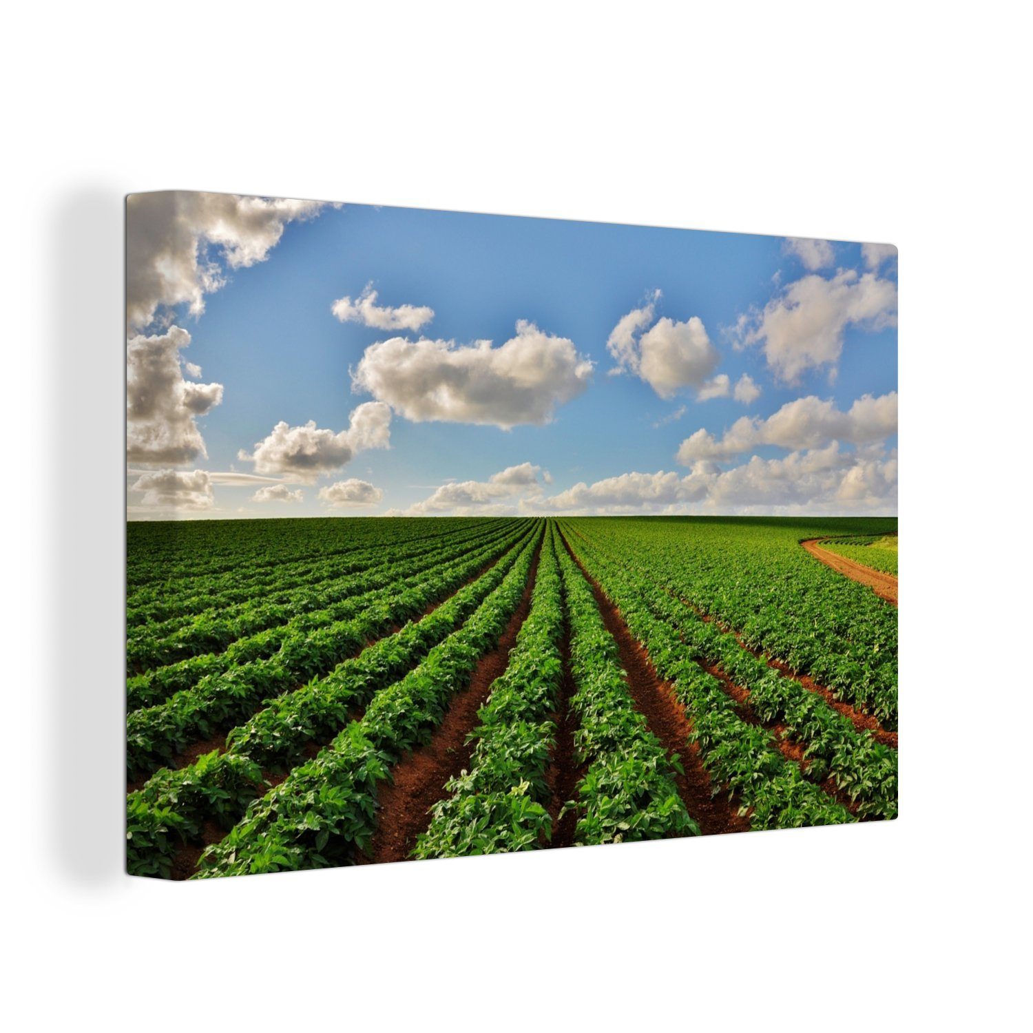 OneMillionCanvasses® Leinwandbild Pflanzen - Bauernhof - Kartoffeln, (1 St), Wandbild Leinwandbilder, Aufhängefertig, Wanddeko, 30x20 cm