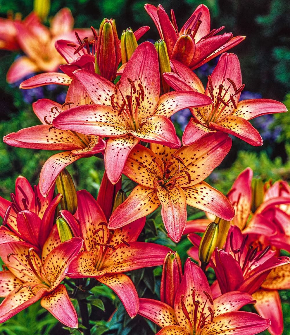 BALDUR Garten Blumenzwiebeln Lilie 'Italia', Trompetenförmigen, winterhart, mehrjährig, pflegeleicht