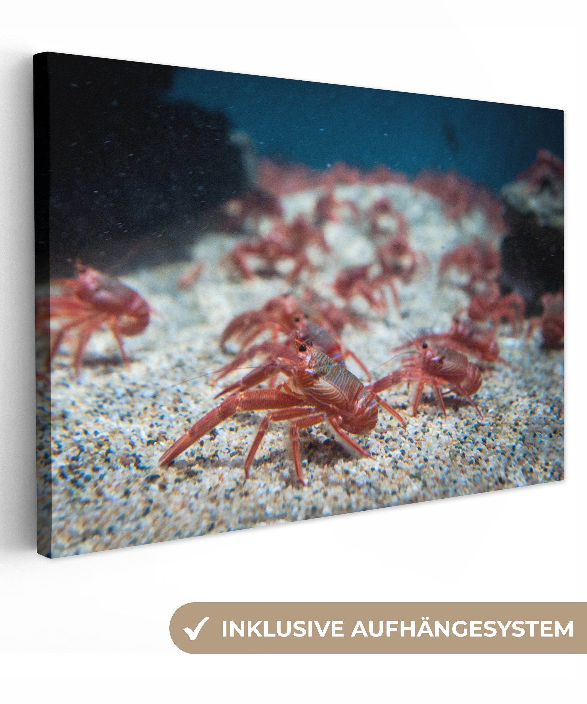 OneMillionCanvasses® Leinwandbild Rote Thunfischhummer unter Wasser, (1 St), Wandbild Leinwandbilder, Aufhängefertig, Wanddeko, 30x20 cm