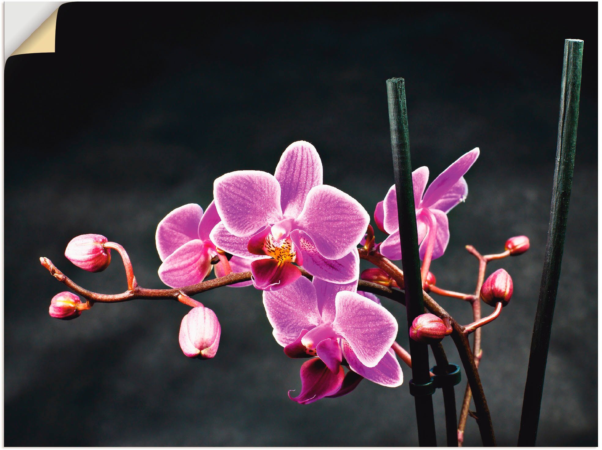 Größen in Orchidee Eine vor Blumen Wandaufkleber versch. Leinwandbild, oder Wandbild schwarzem Artland als (1 Hintergrund, Poster St),