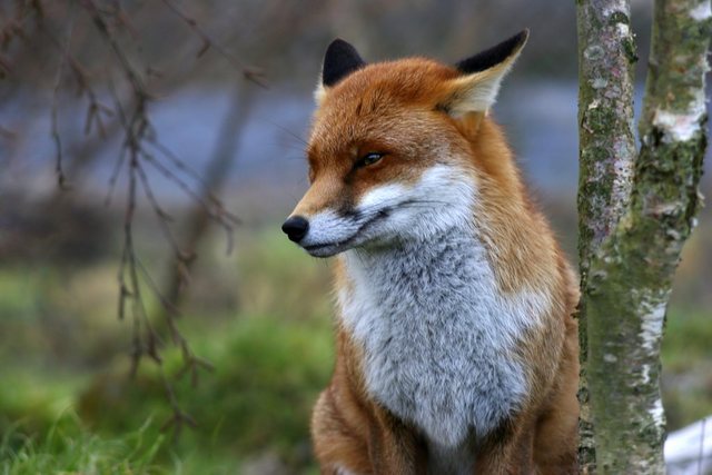 Papermoon Fototapete »Red Fox«, glatt-Otto