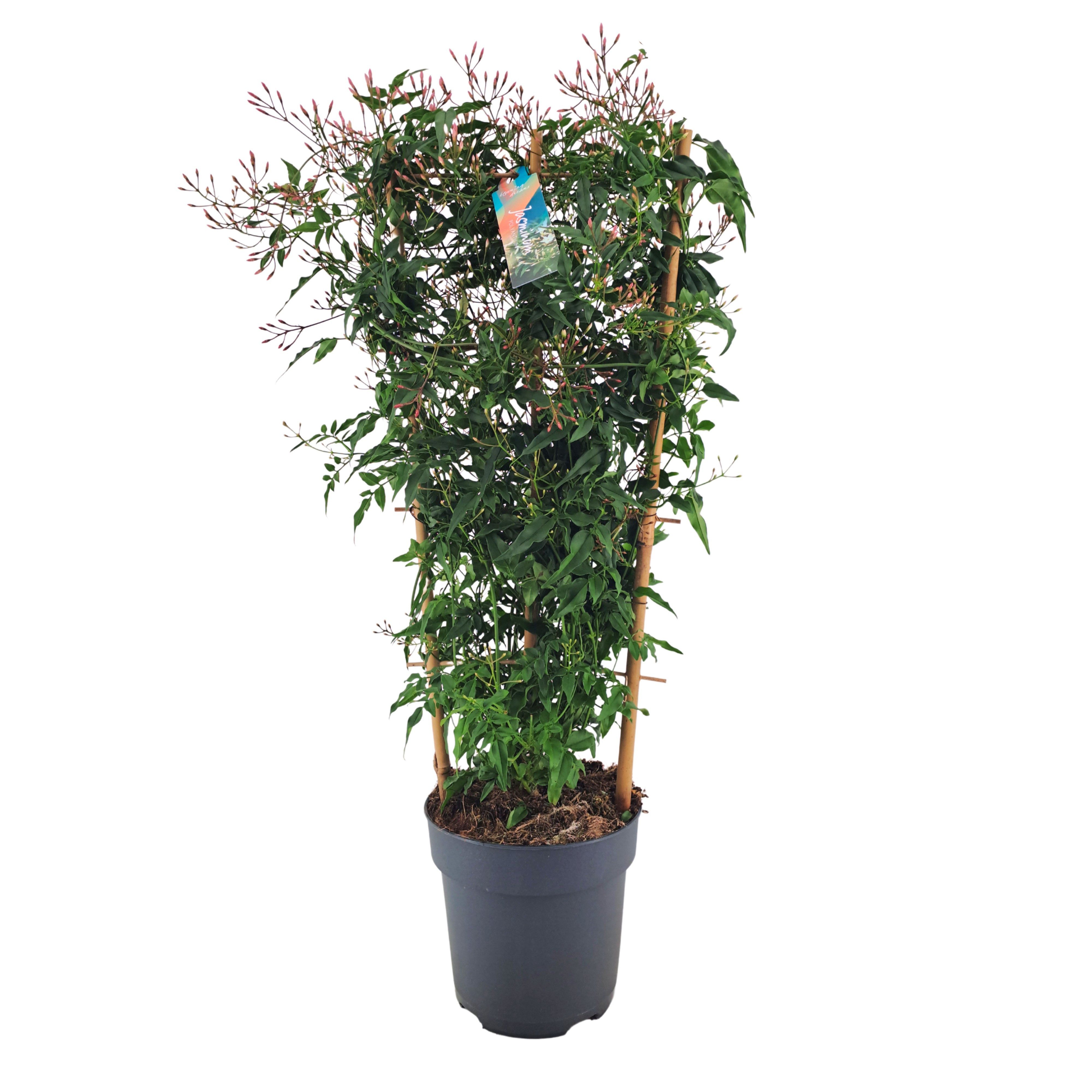 meinvipshop Kübelpflanzen Duftjasmin 60 cm weiss duftend