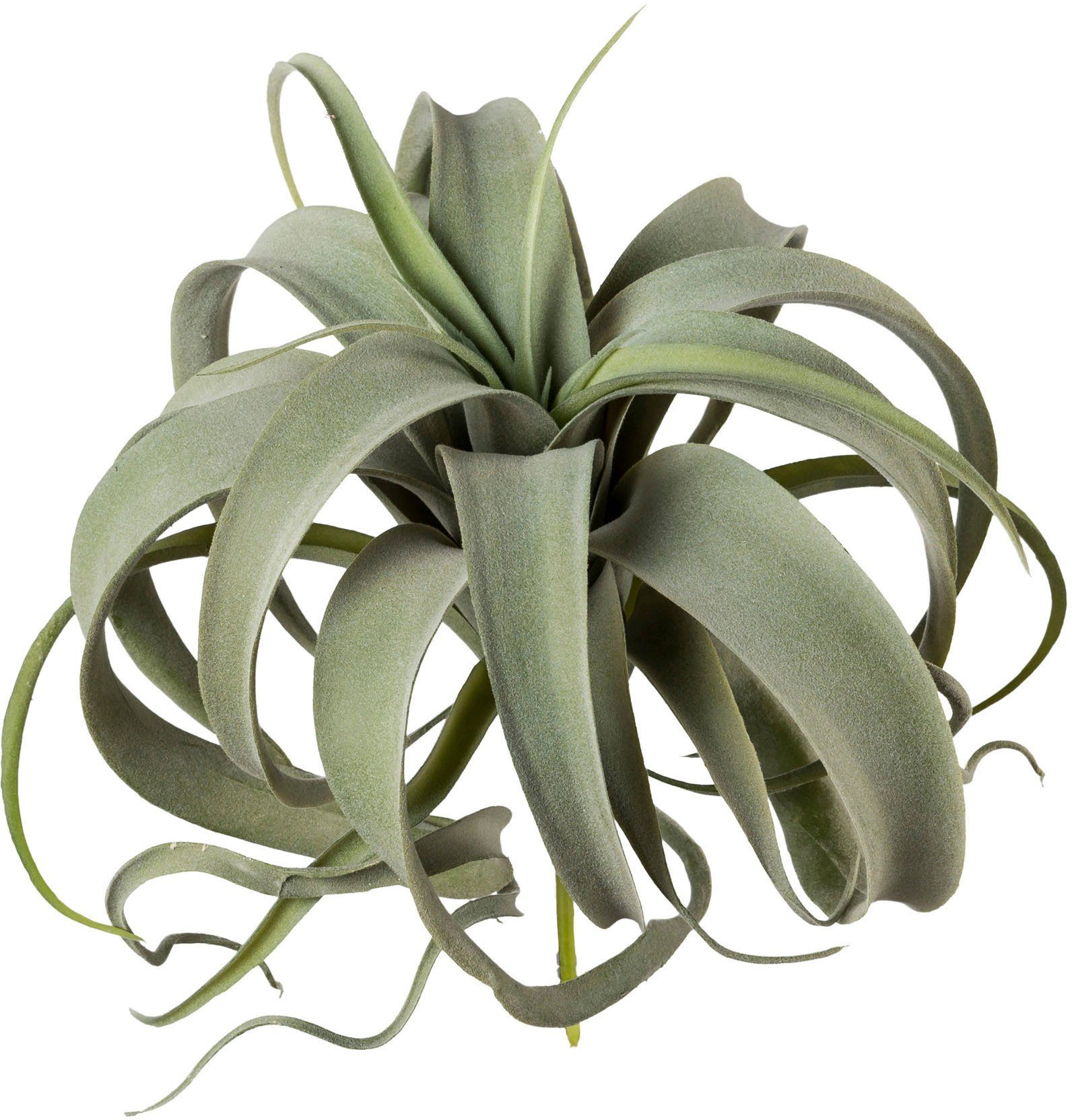 Kunstpflanze Tillandsie Sukkulente, cm 25 Creativ Höhe green