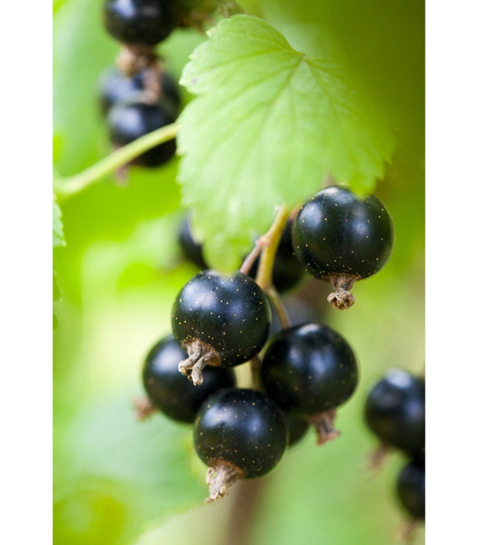 Dehner Obstpflanze Johannisbeere Titania, Ribes nigrum, schwarze Früchte, robuster Beerenstrauch, schwarze Früchte