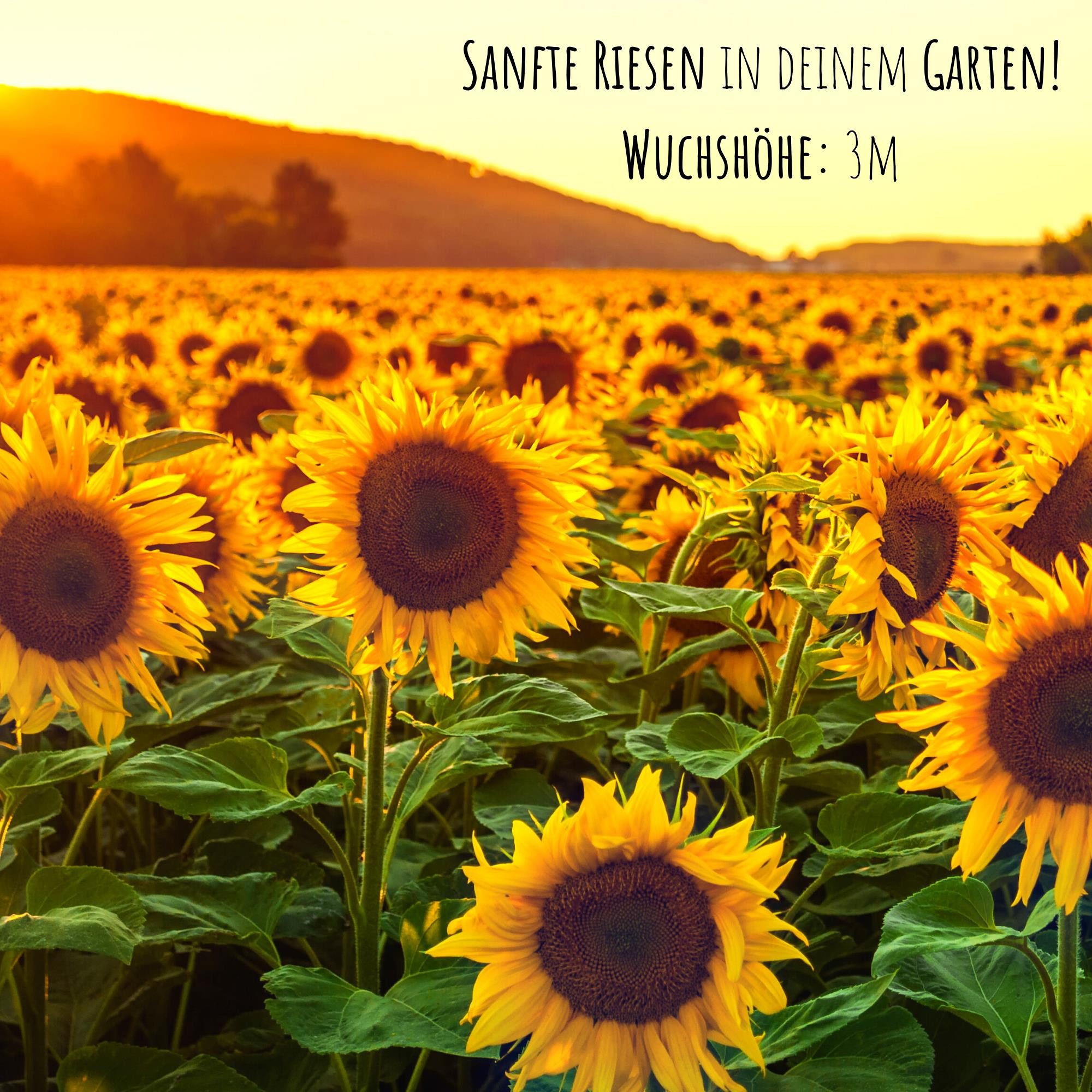 HappySeed Blumensamen Sonnenblumen Samen - Helianthus günstig online kaufen