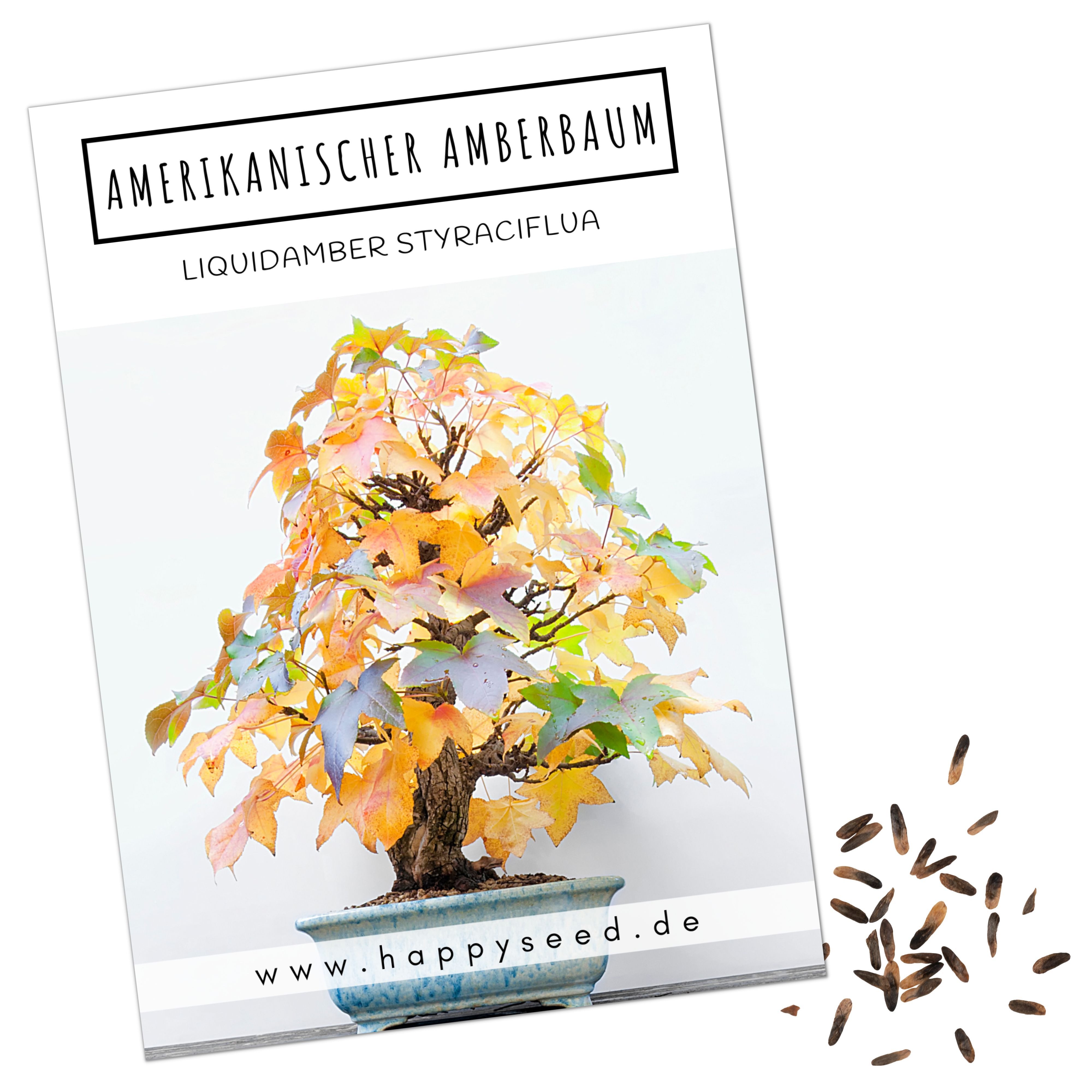 HappySeed Blumensamen Außergewöhnliche Bonsai Samen mit hoher Keimrate - Amerikan. Amberbaum, Bonsaifähig