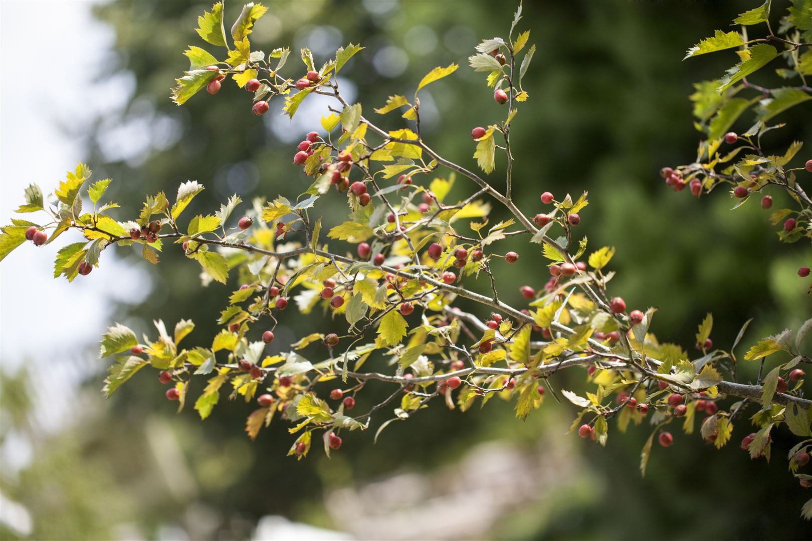 Pflanzen für Dich Gehölze Crataegus monogyna, 1 St., Eingriffeliger Weißdorn, Weißdorn
