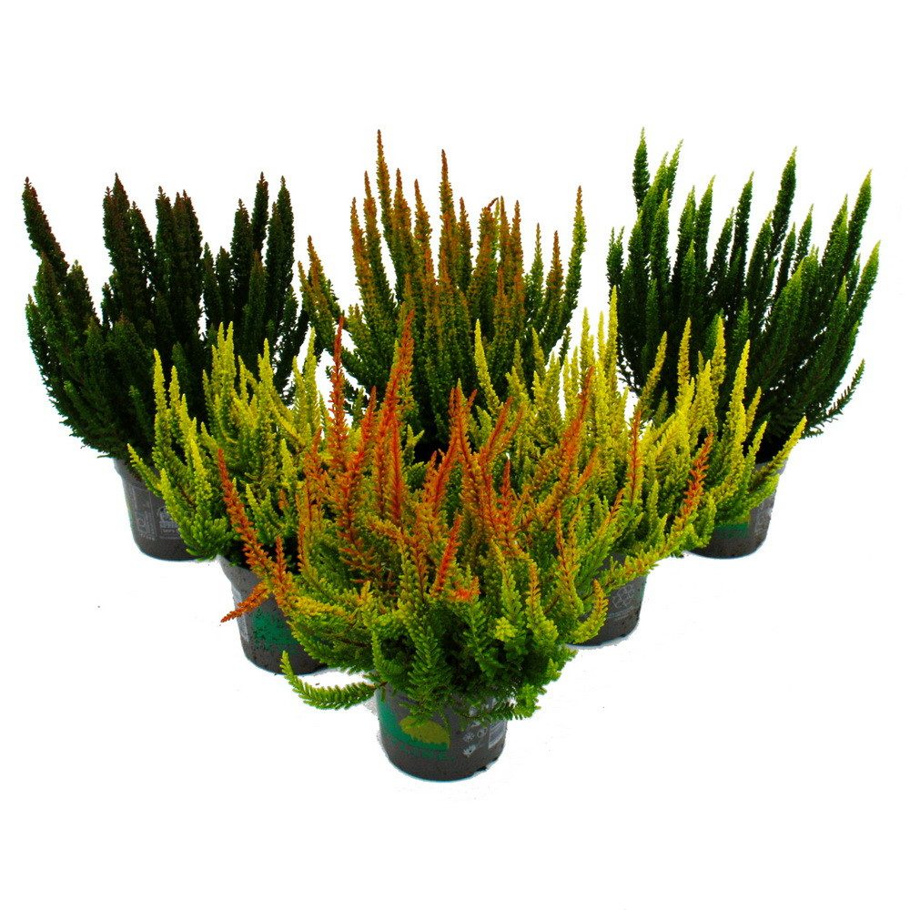 Exotenherz Beetpflanze Calluna Green Nature winterhart 11cm Topf ver. Grüntöne Set mit 6 versch. Pflanzen